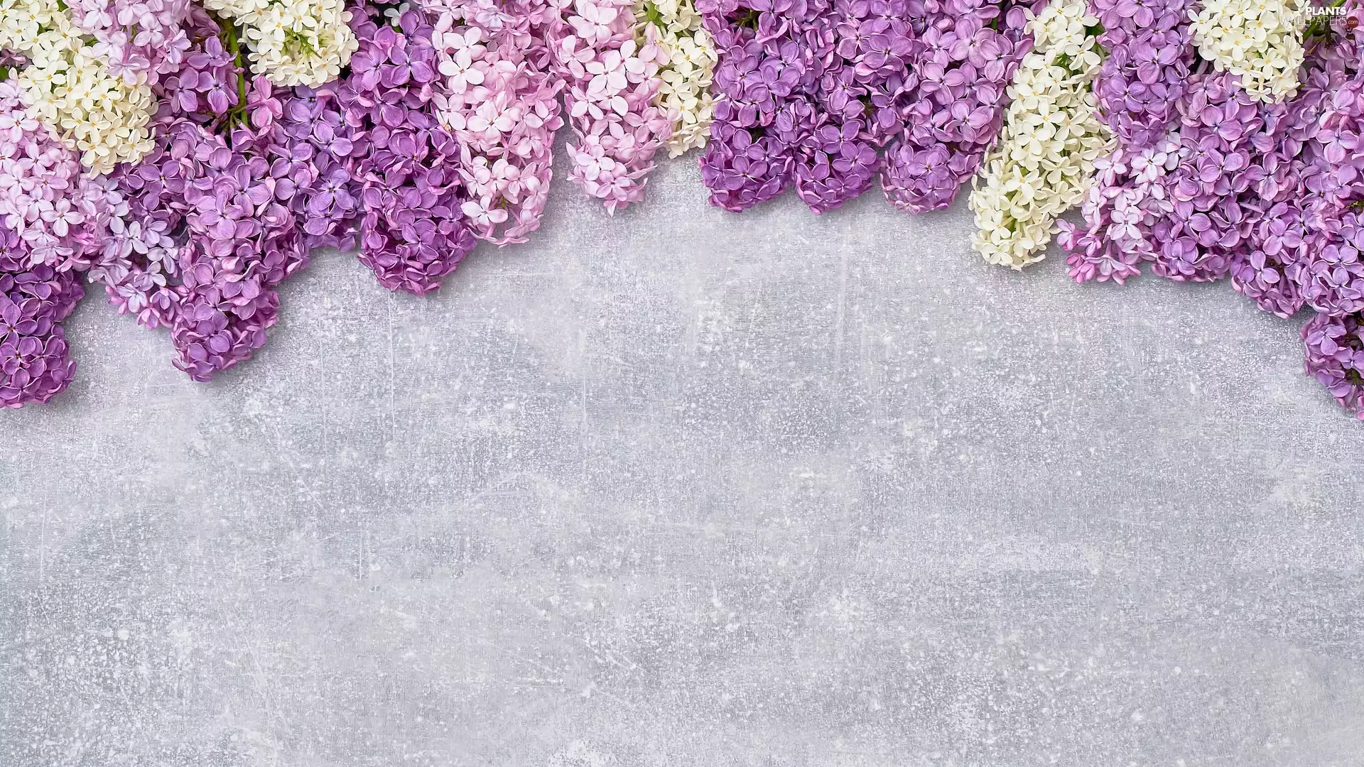 without, lilac, Bright, background, Syringa, White
