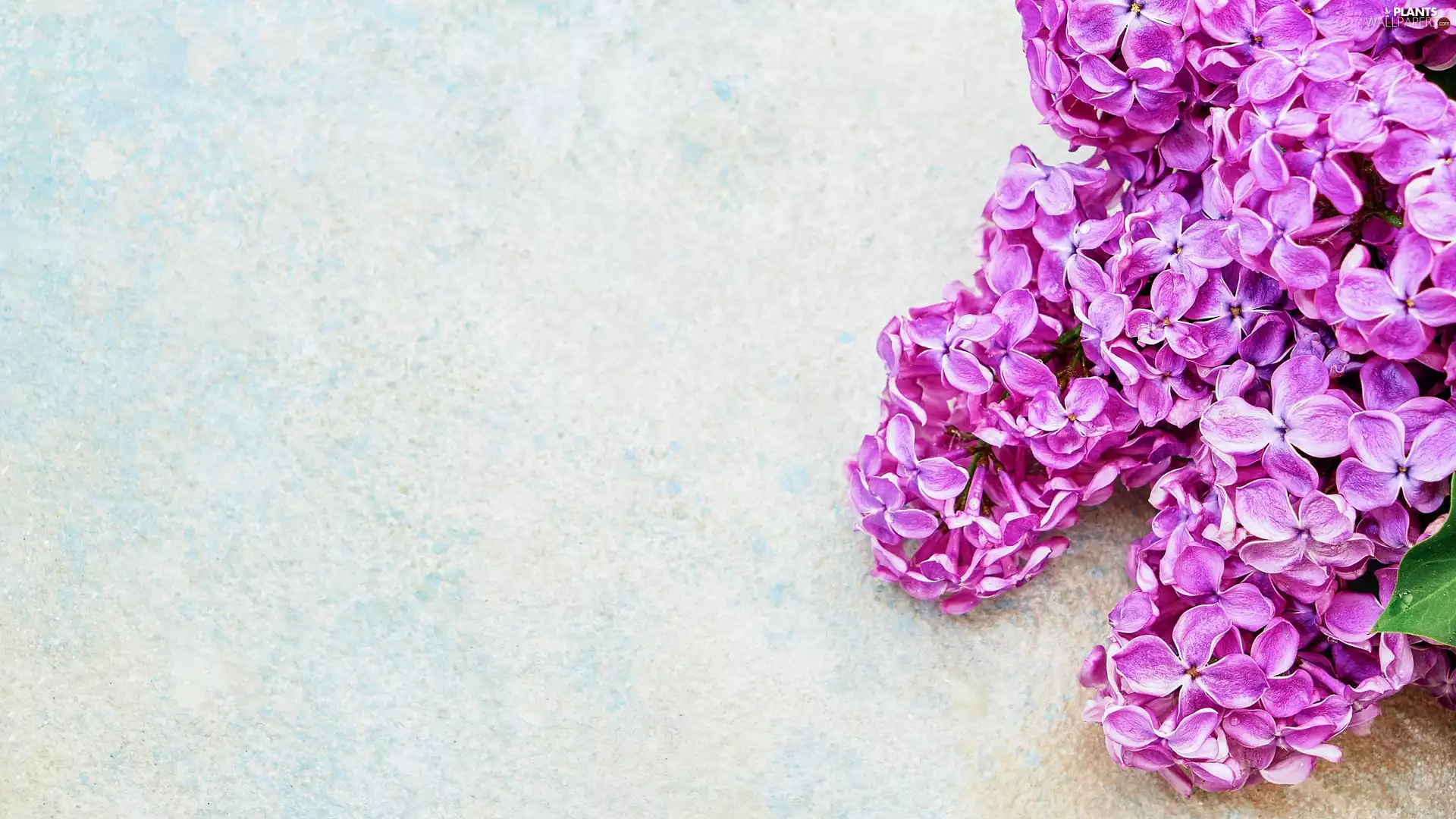 Bright, background, without, Syringa, lilac