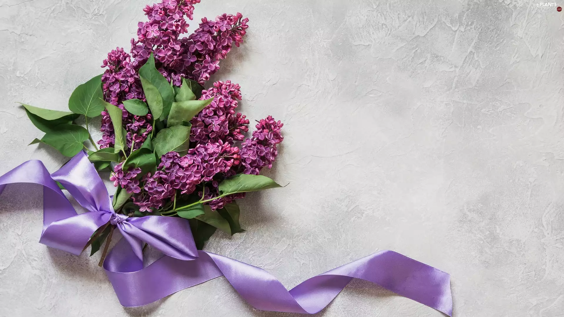 Bright, background, without, ribbon, Twigs