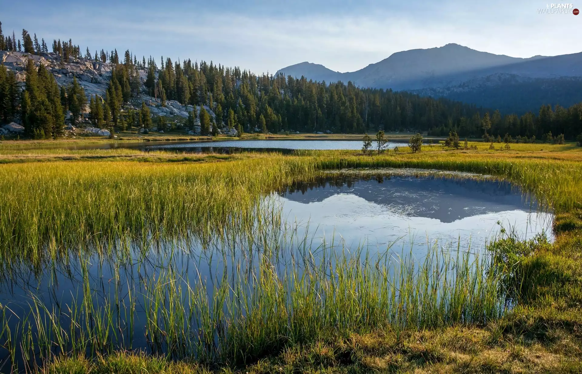 Mountains, grass, Spruces, Backwaters