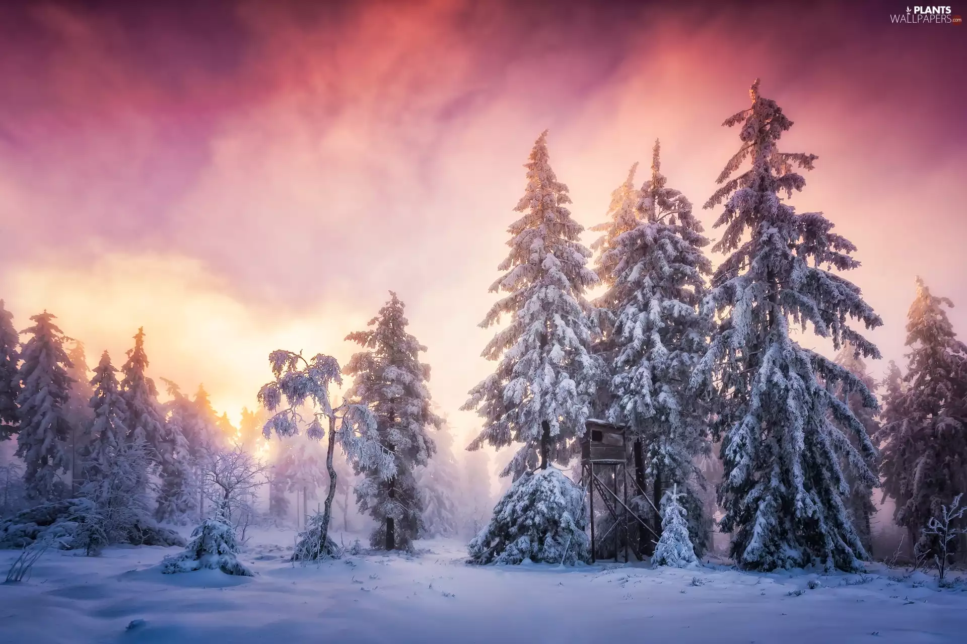Baden-Württemberg, winter, forest, Great Sunsets, Spruces, Schwarzwald, Germany, Snowy