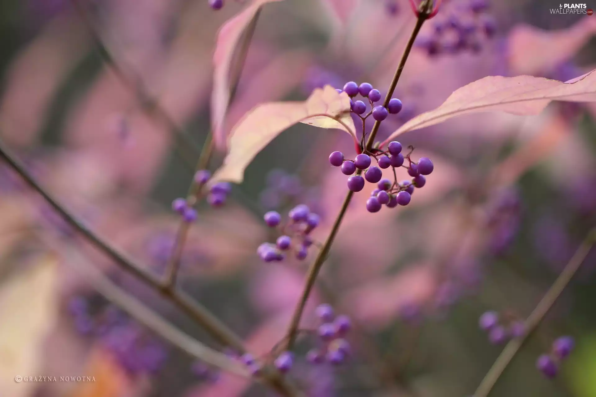 Bodinieri, M&Ms balls, Fruits, purple