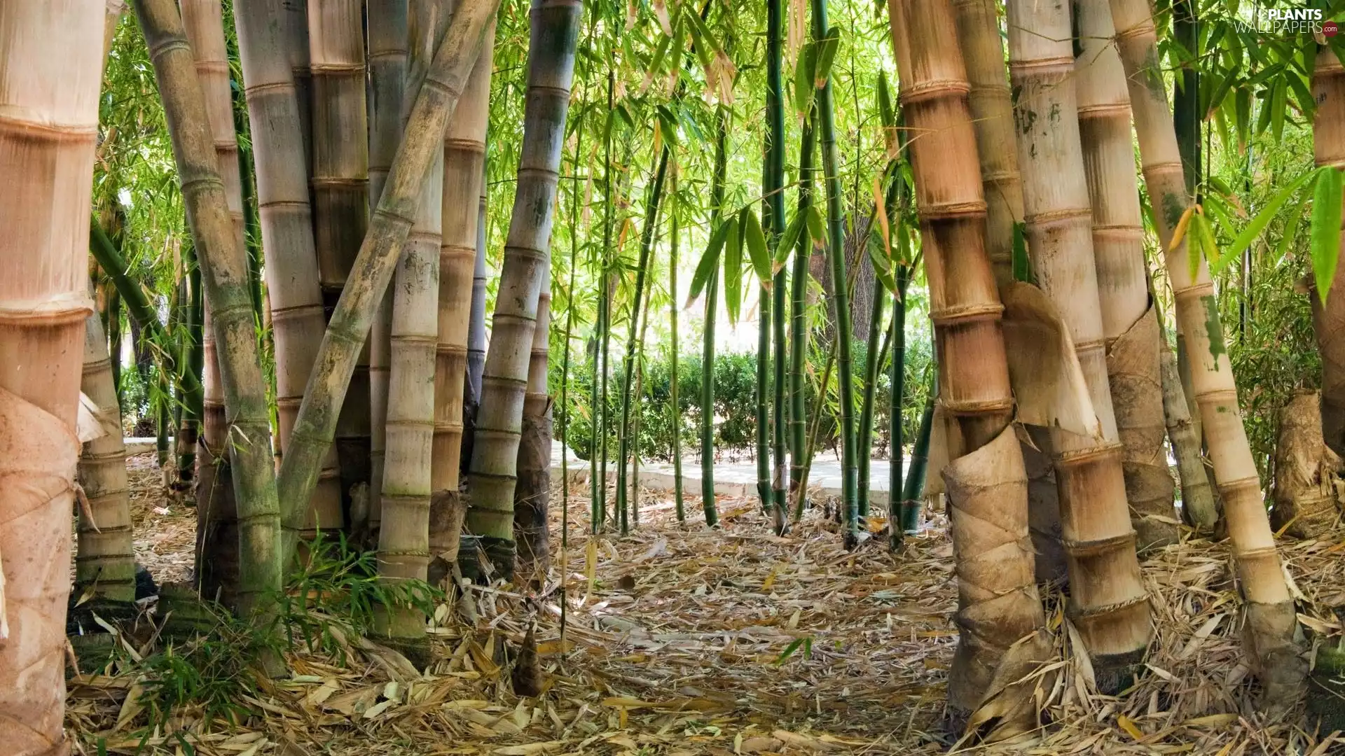 bamboo, forest