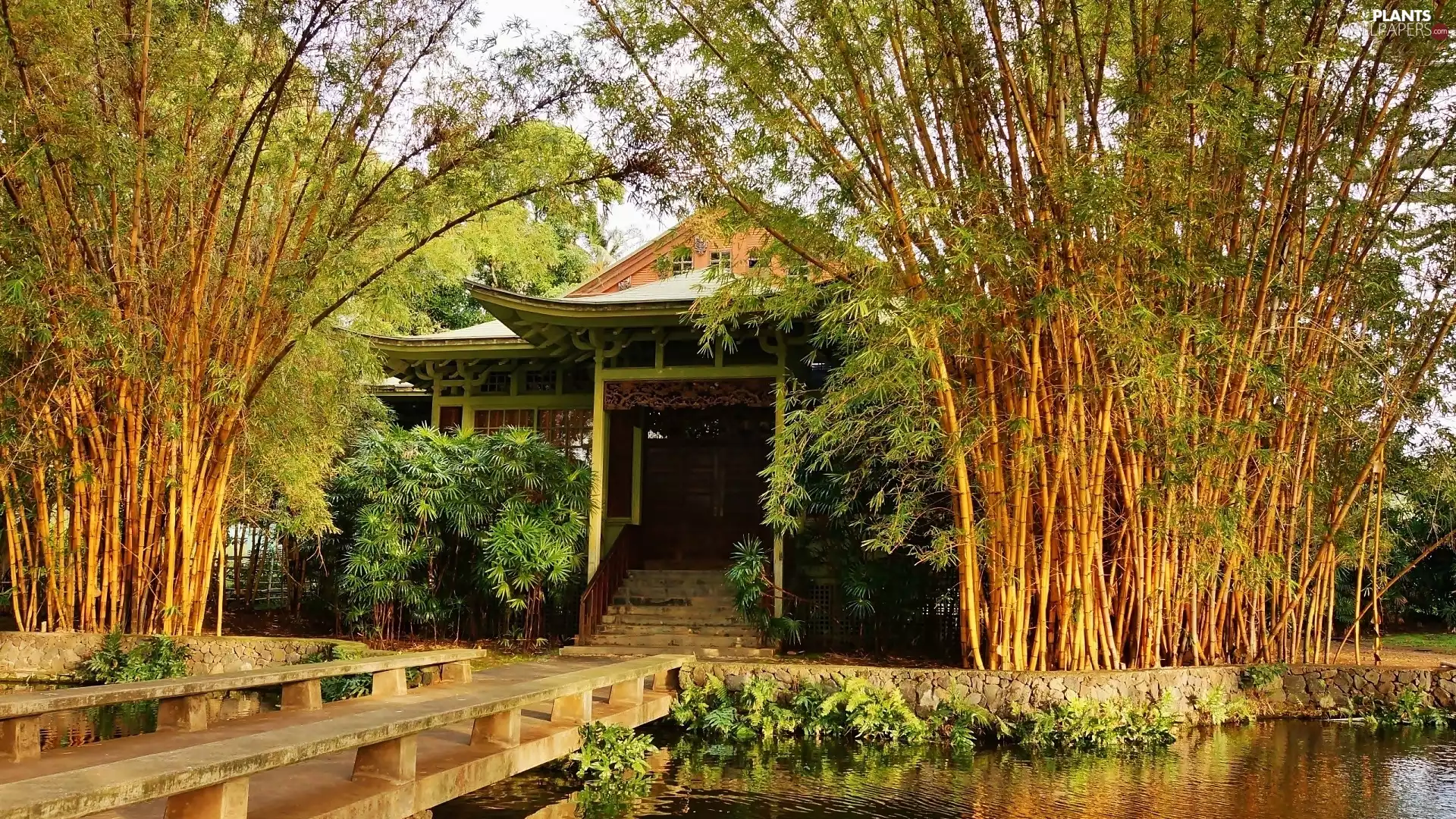 bamboo, house, Garden