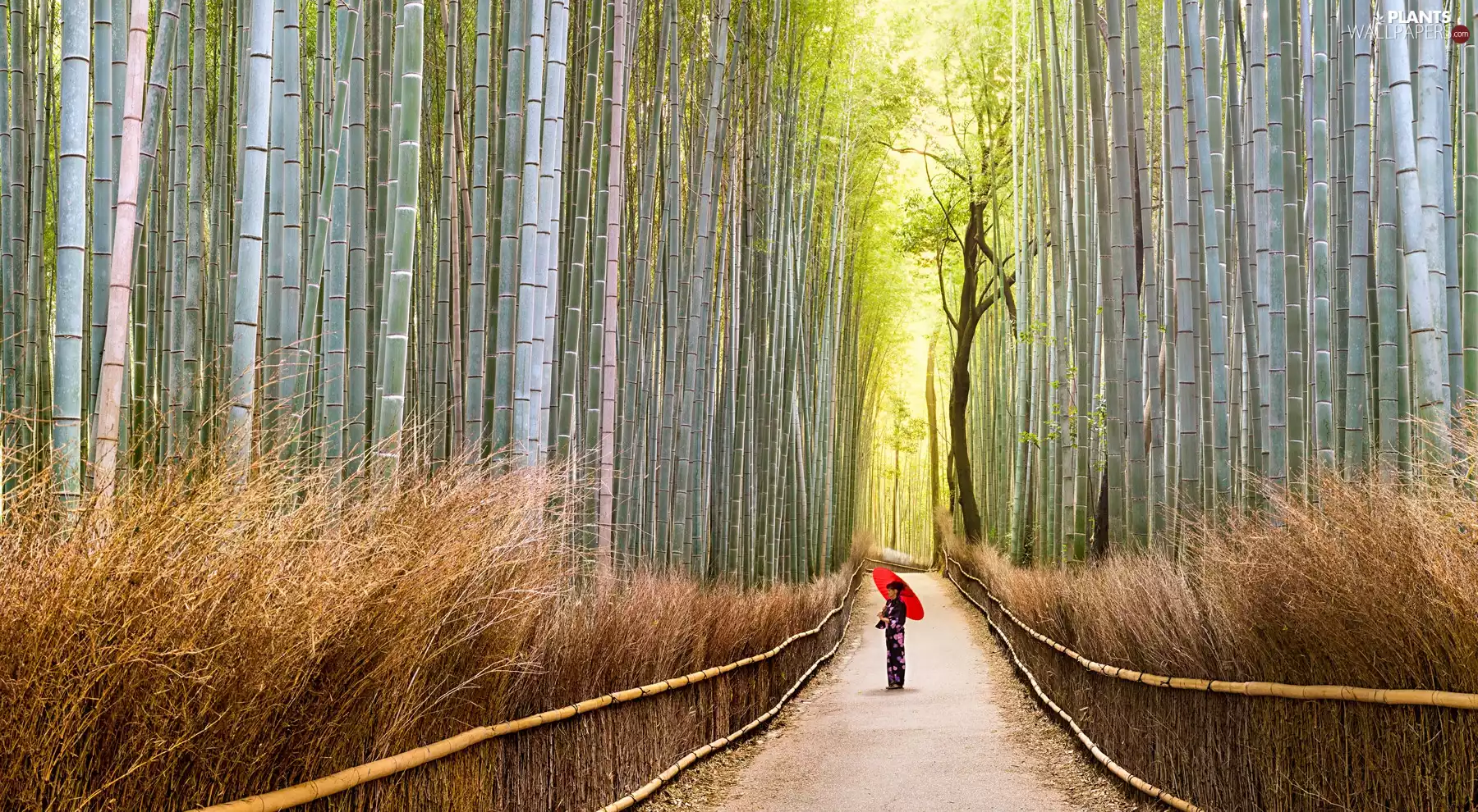 forest, Asian, Red, bamboo, Women, Way, Umbrella