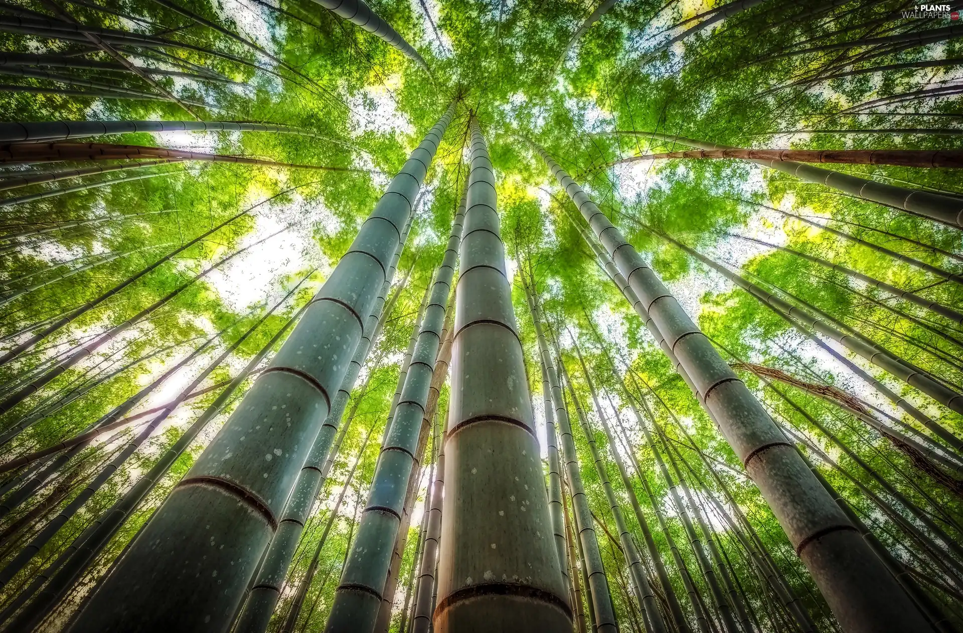 trees, vertices, bamboo, viewes