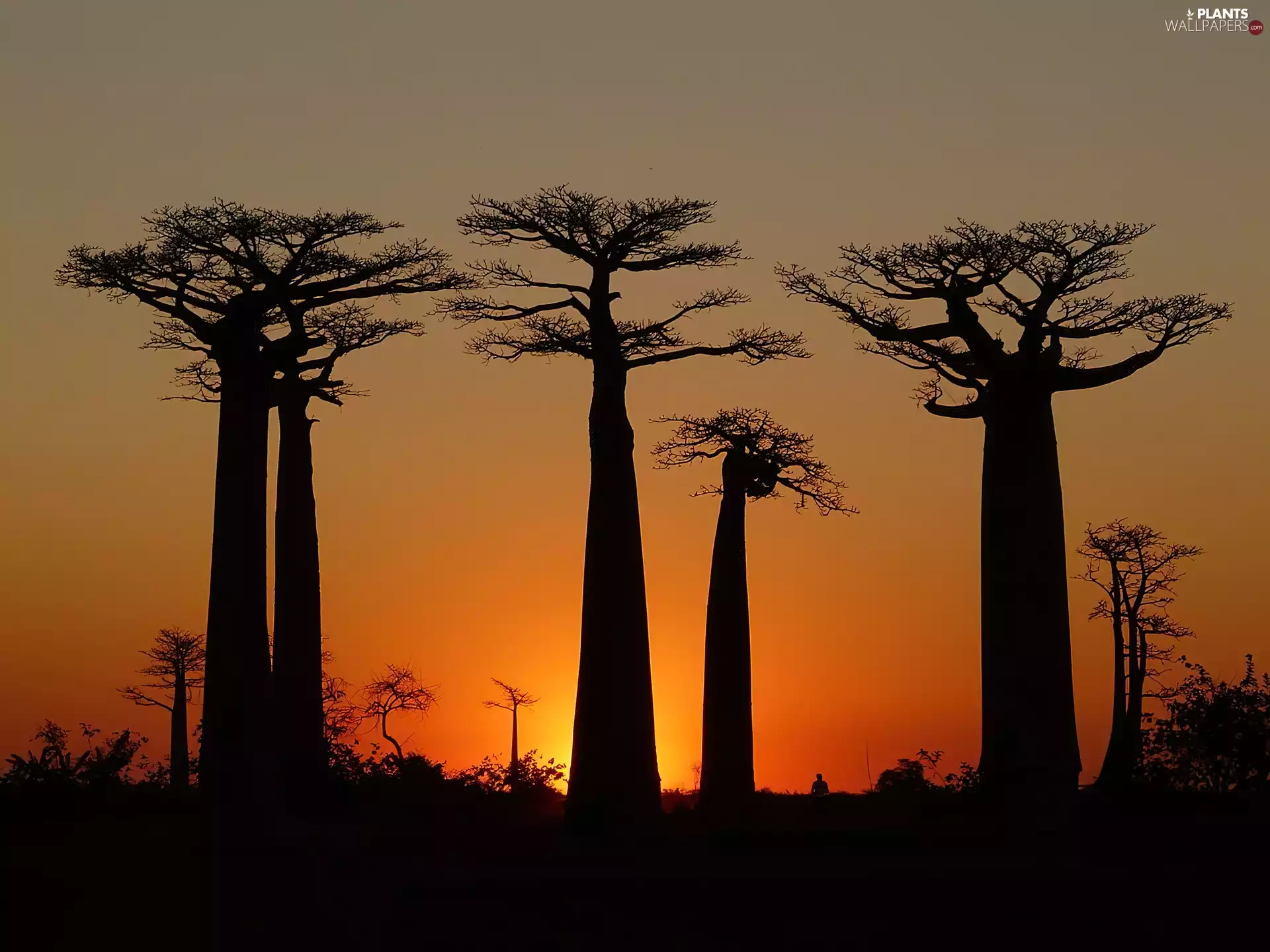 trees, Baobab, Great Sunsets, viewes