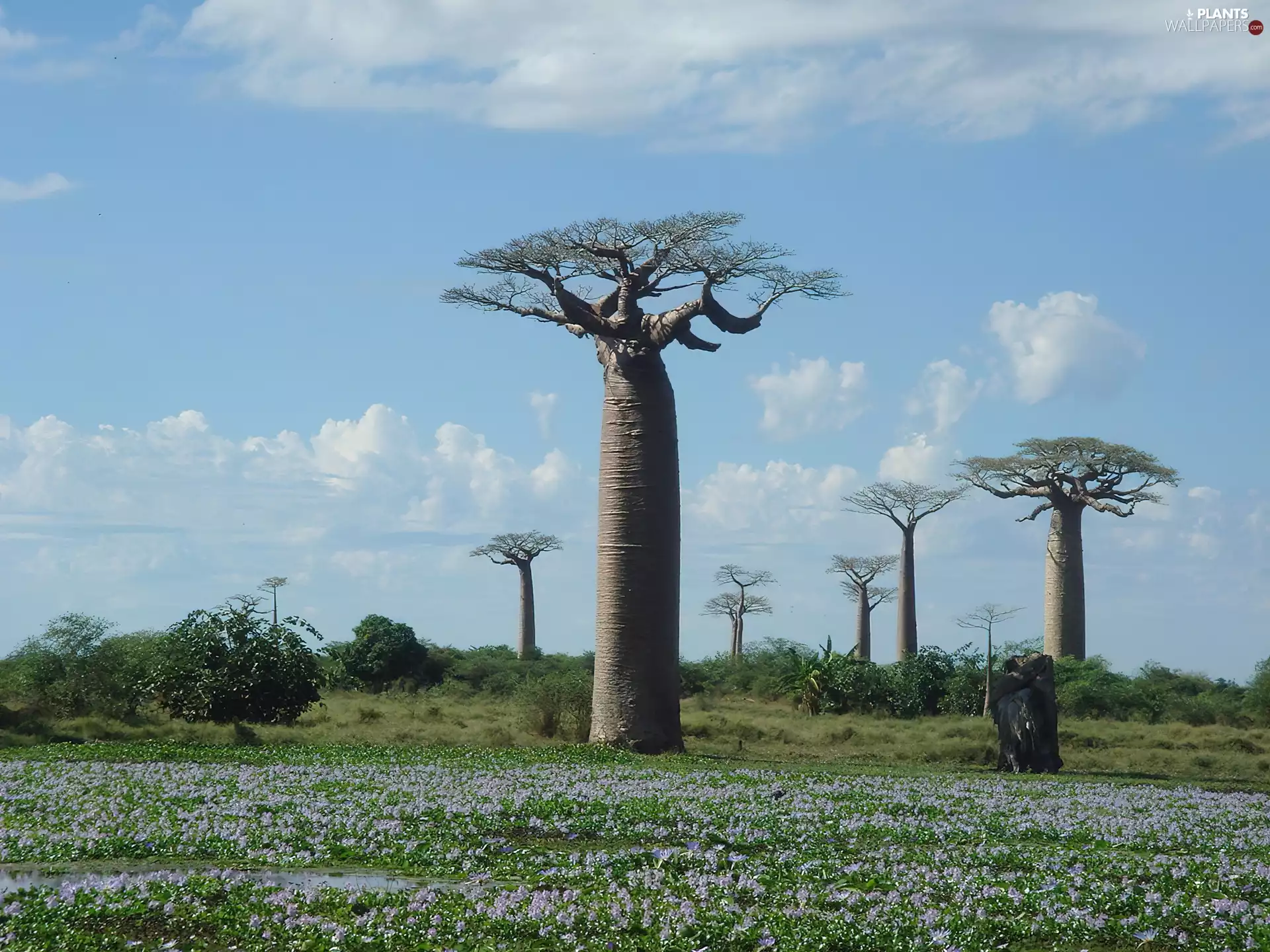 Baobab, Meadow