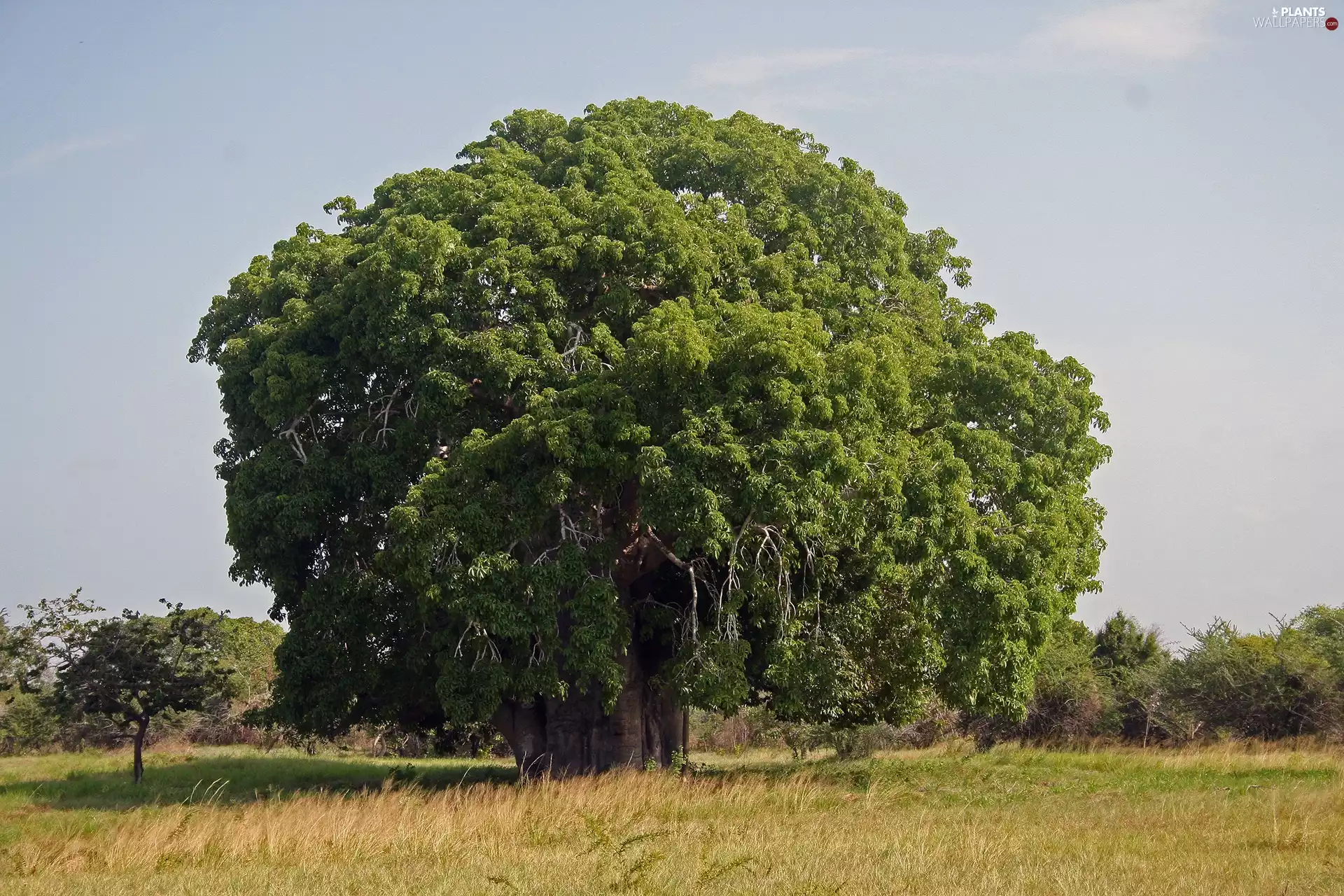 Baobab, Meadow