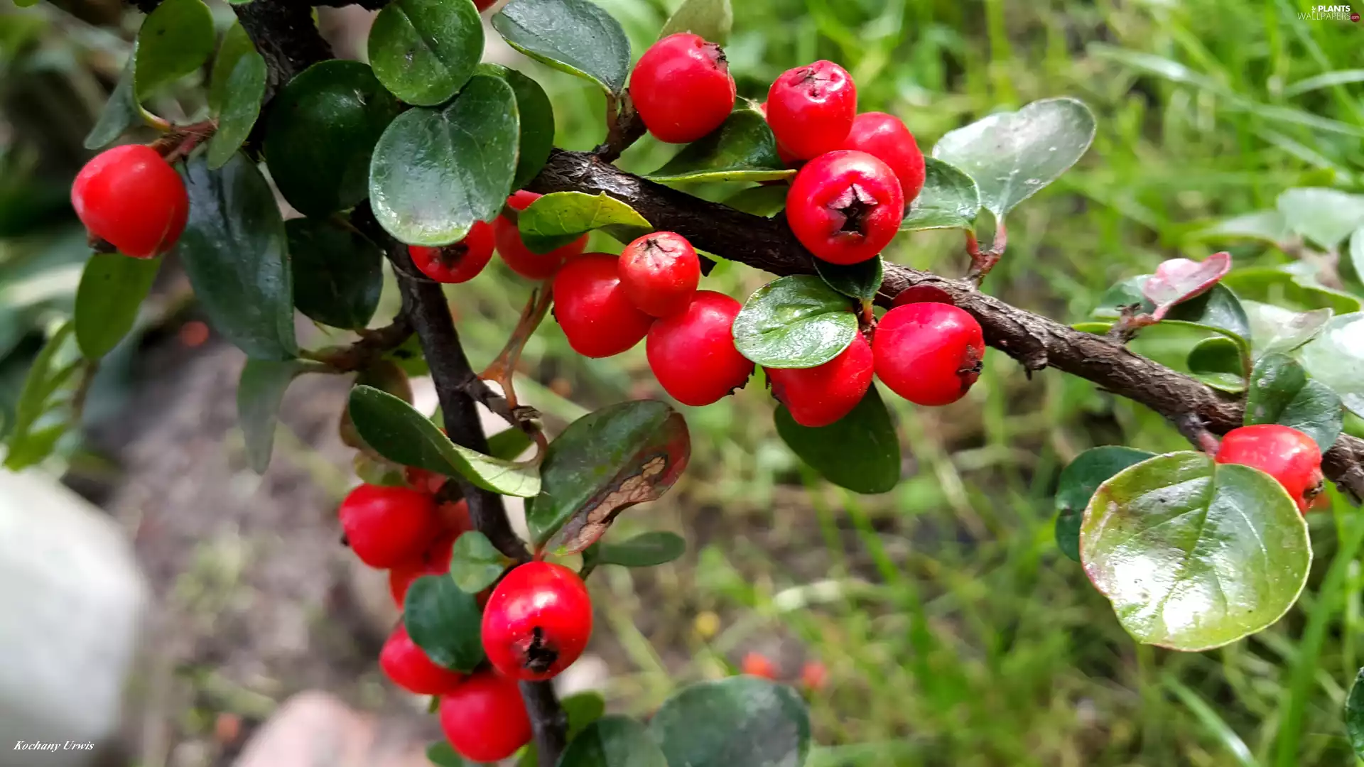 Bush, Red, Fruits, barberry