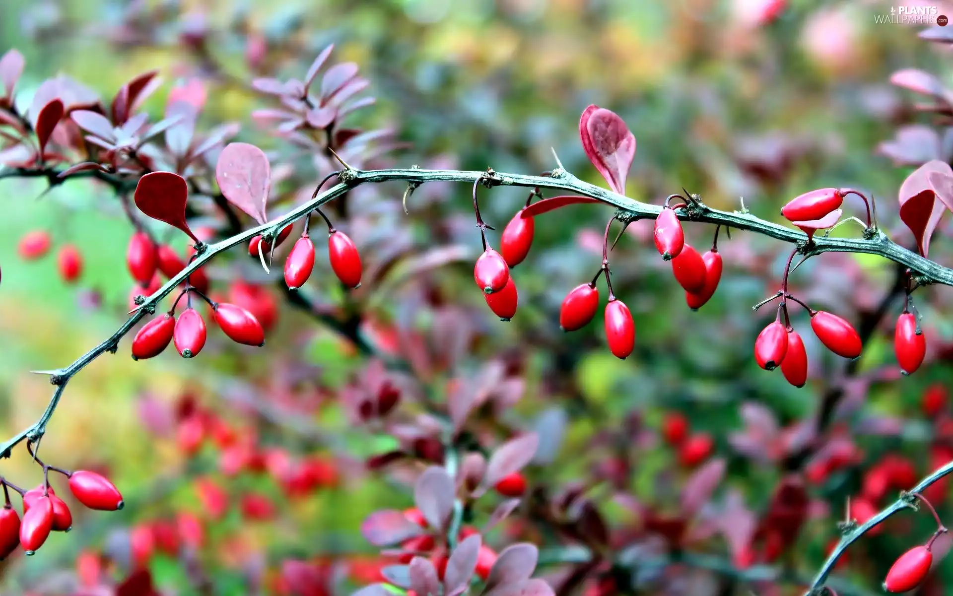 Bush, twig, Fruits, barberry