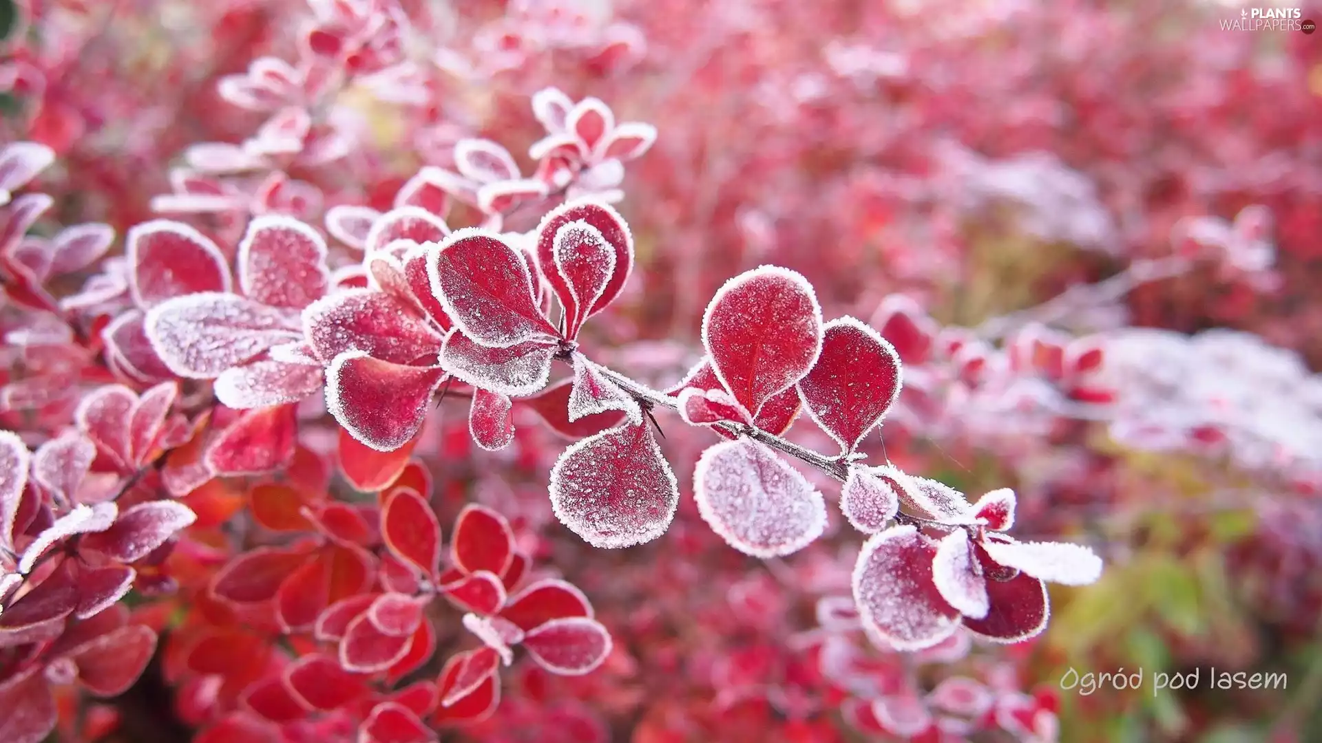 barberry, White frost