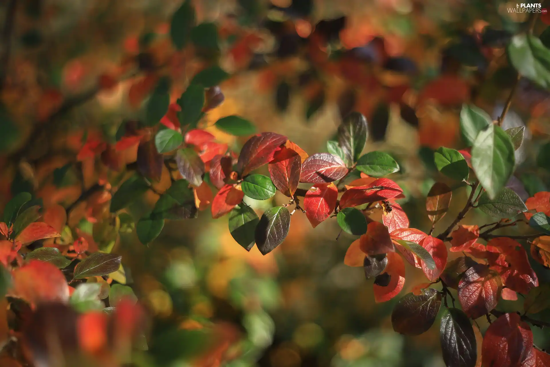 barberry, color, Leaf