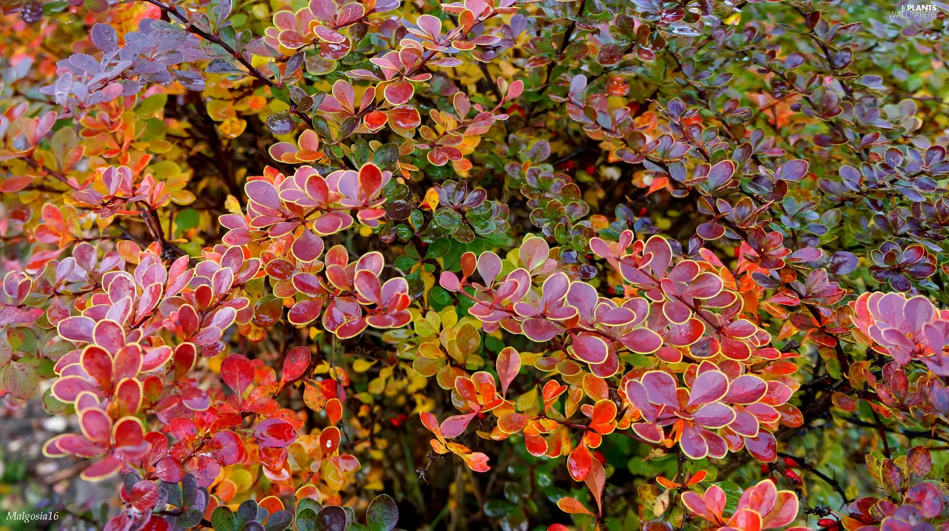 Leaf, barberry, ornamental, color, Bush