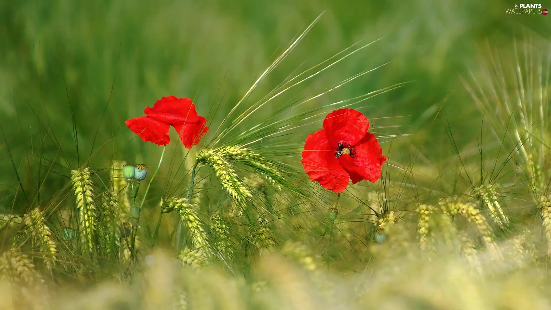 corn, barley, papavers, Ears, Red