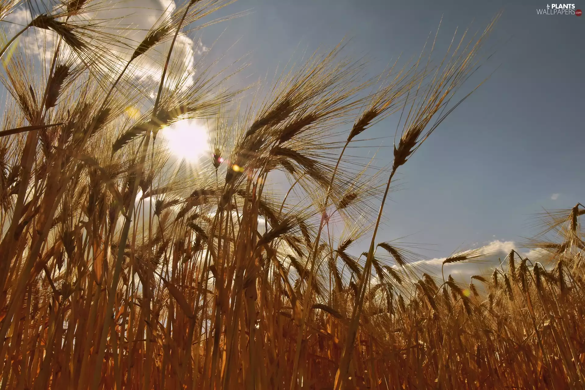 Ears, Field, sun, barley, corn, Sky, rays