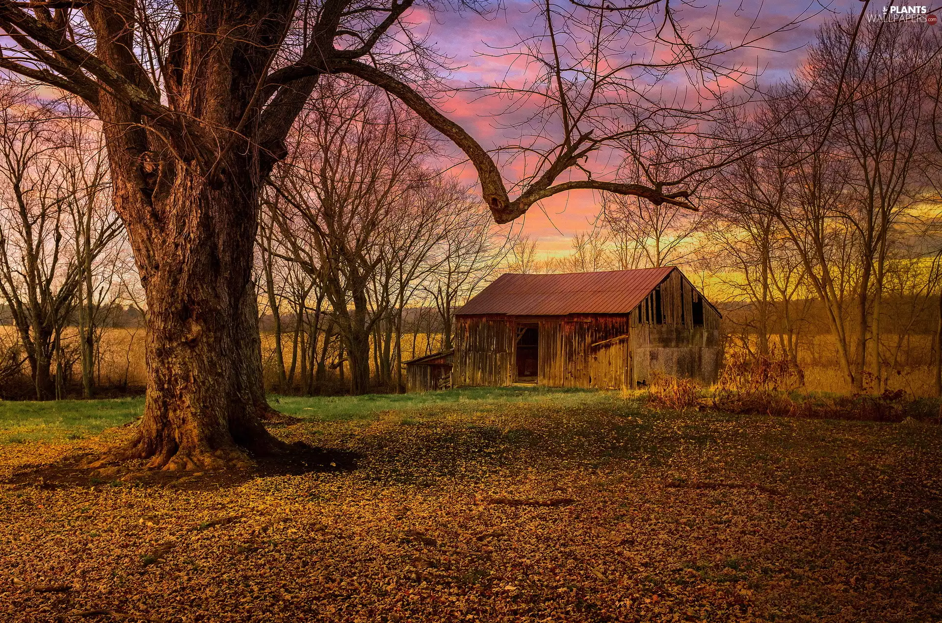 autumn, trees, viewes, Barn