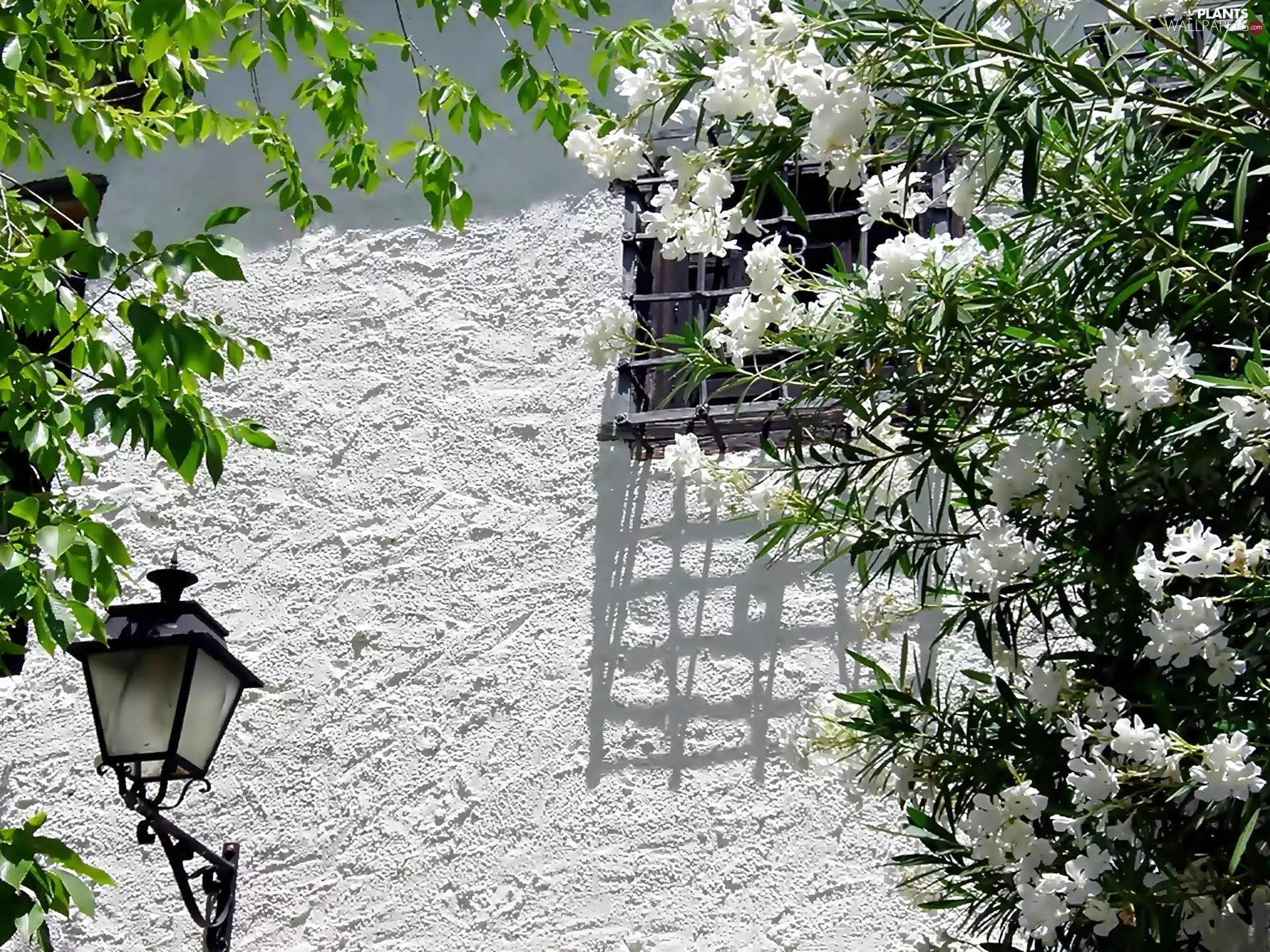 Window, house, trees, barred, wall, flourishing, Lighthouse