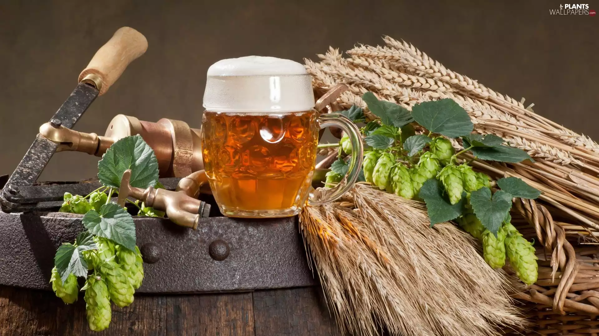 Ears, barrel, hop, corn, Beer