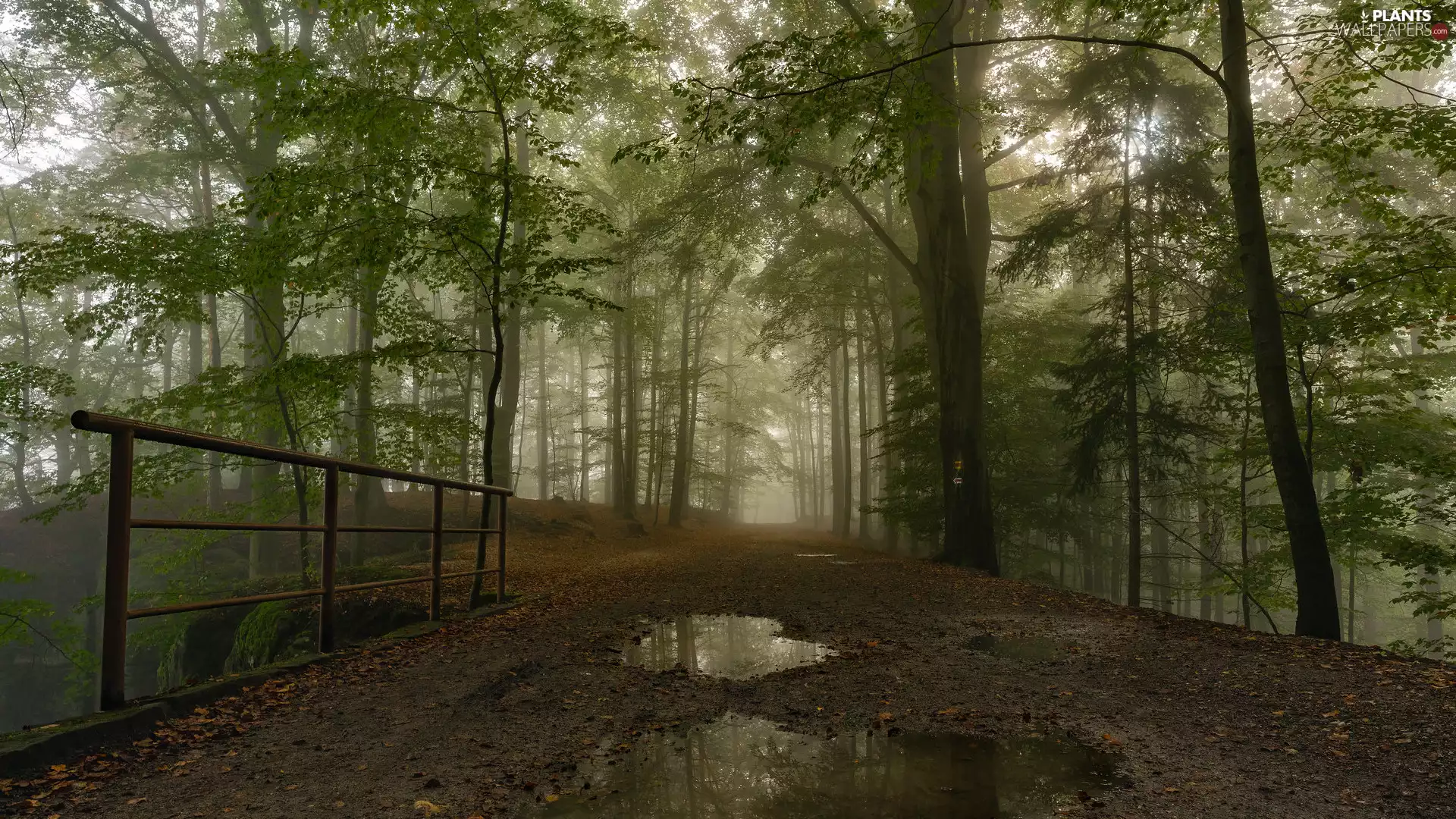 viewes, Way, crash barrier, Puddles, Fog, trees