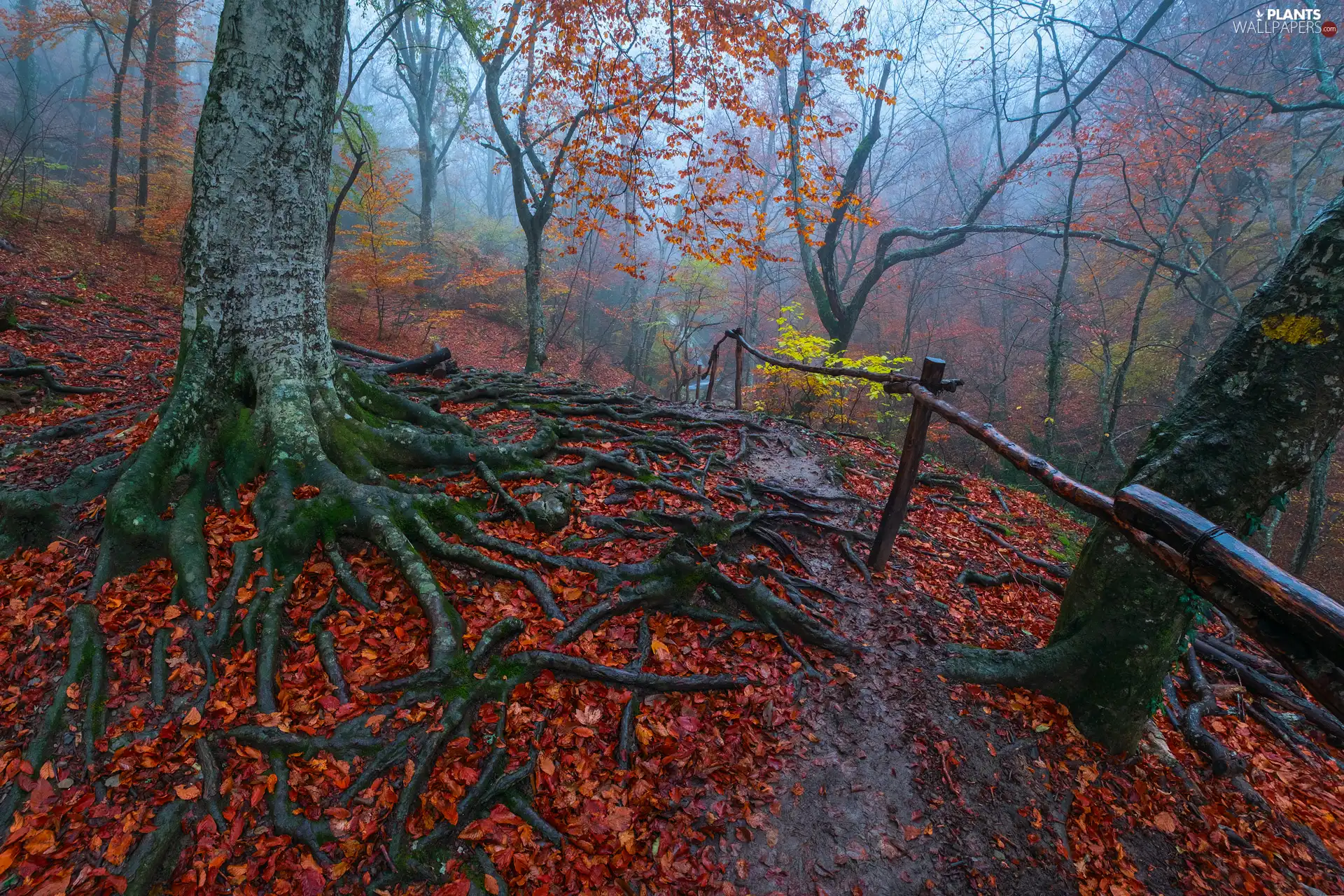 roots, trees, Leaf, viewes, forest, fallen, crash barrier