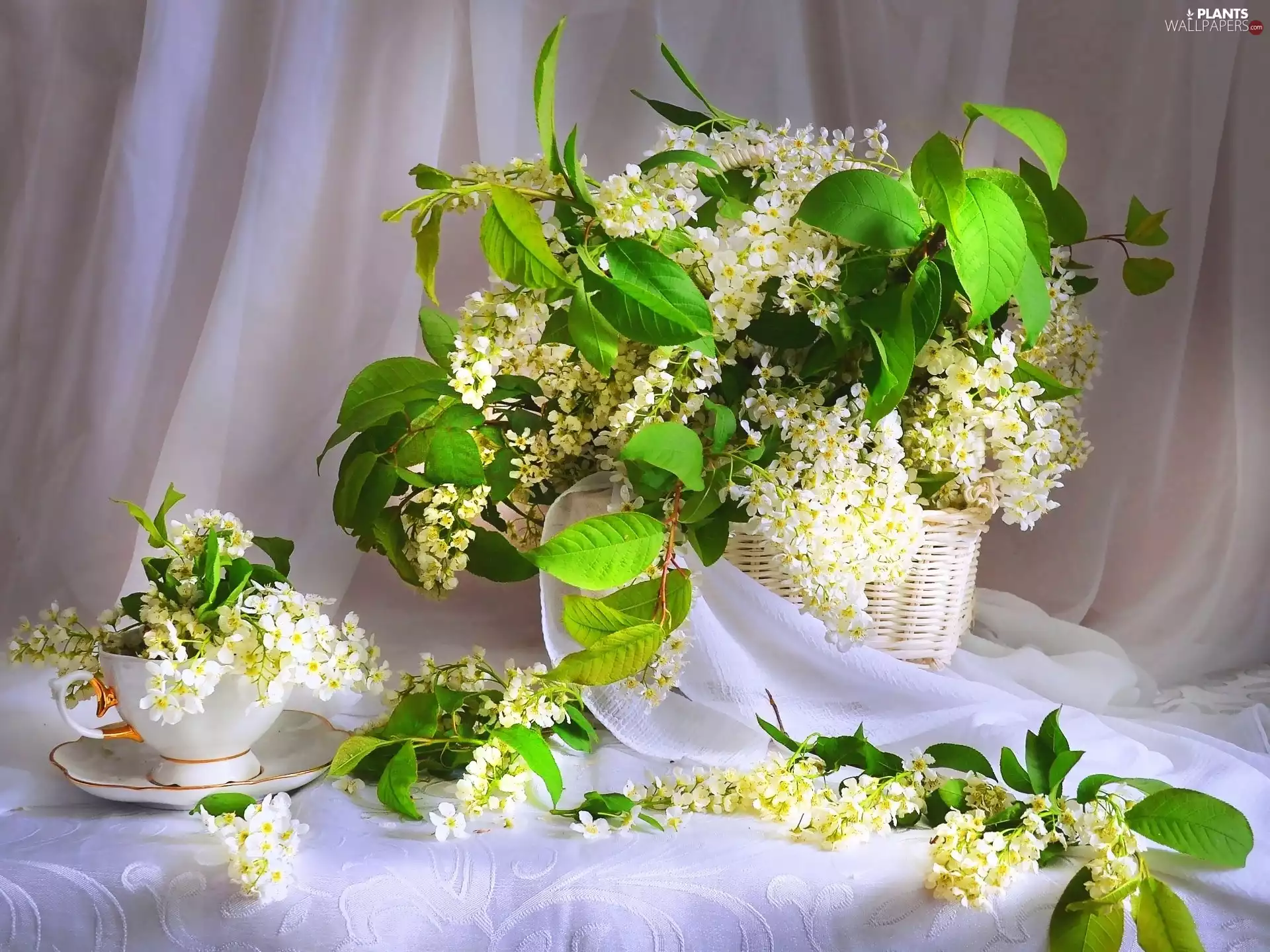 Flowers, basket, cup, Bird Cherry