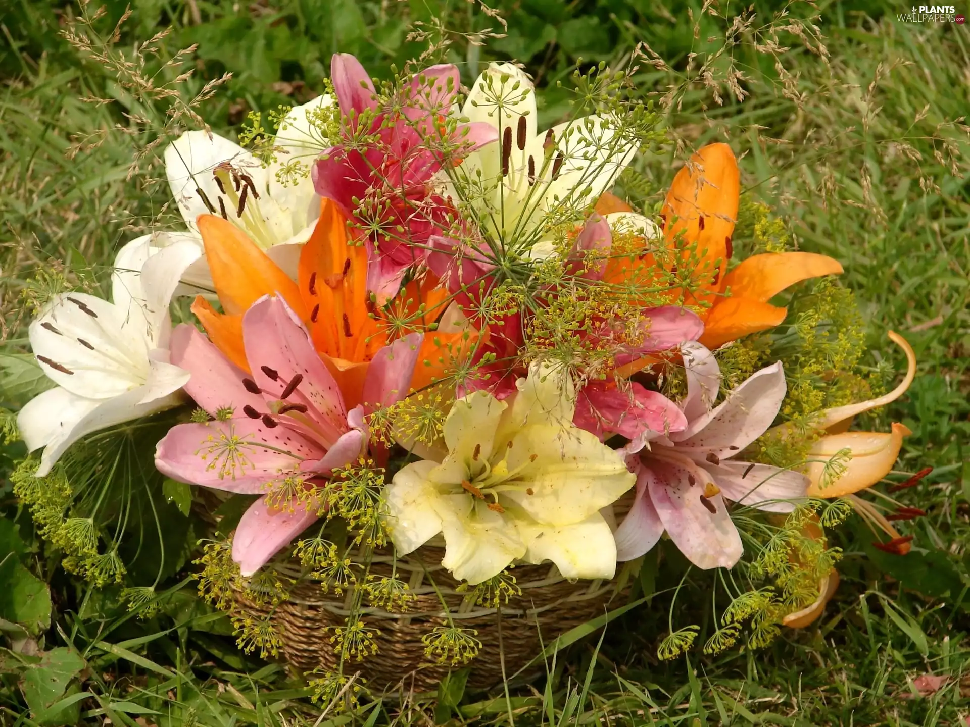 Dill, basket, lilies, Twigs, color
