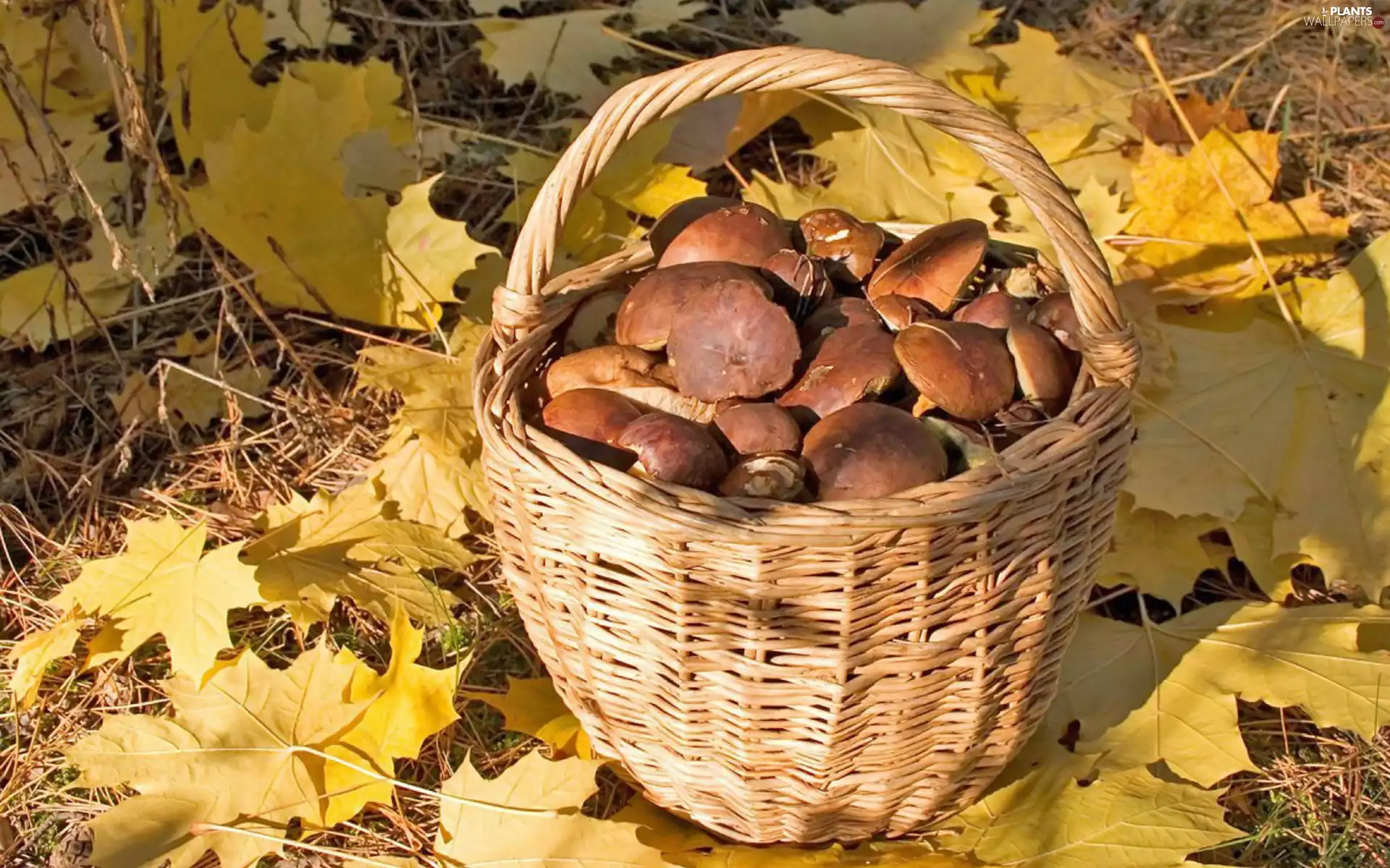mushrooms, Leaf, forest, basket
