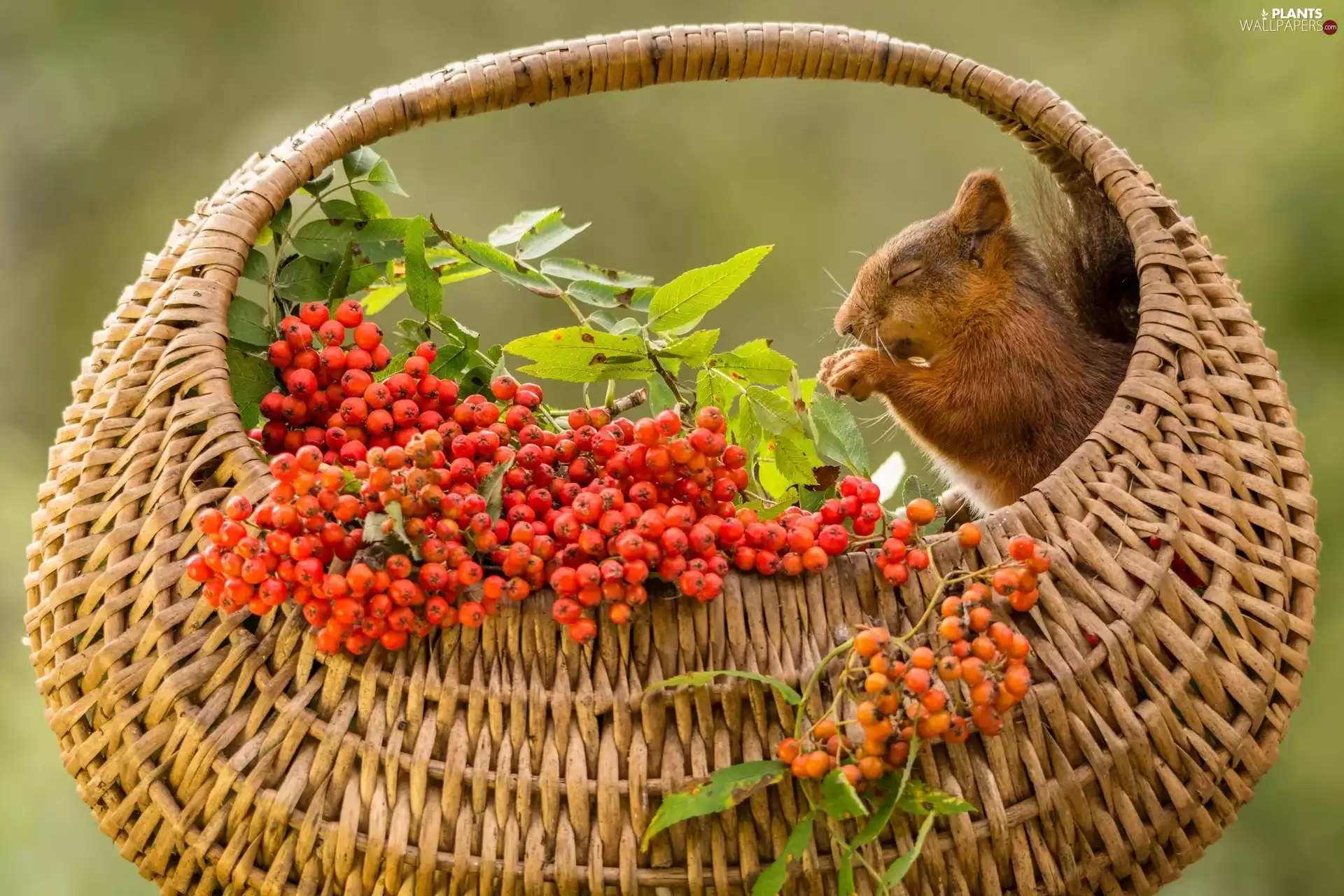 basket, squirrel, Plant