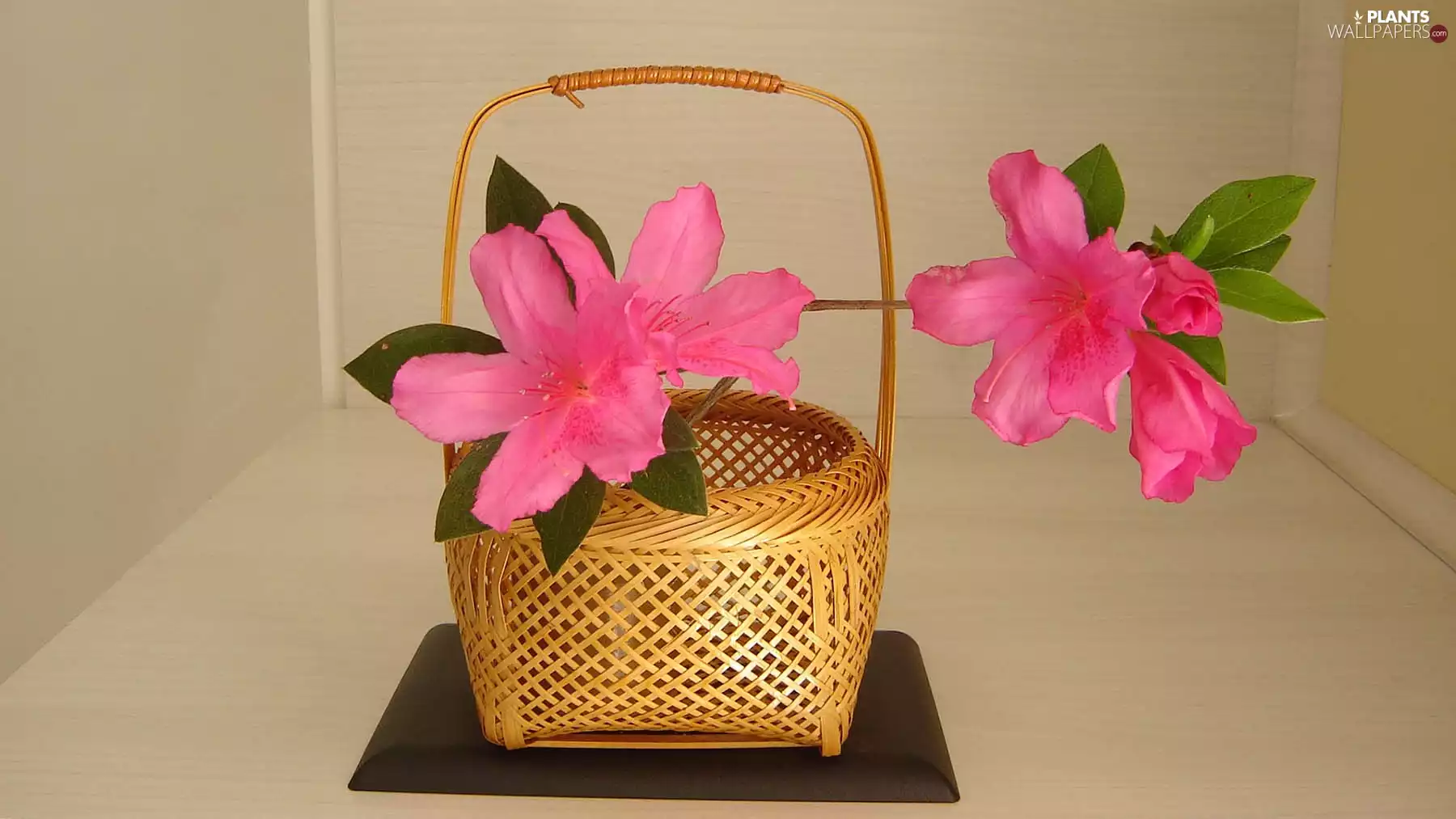 basket, azalea, rhododendron
