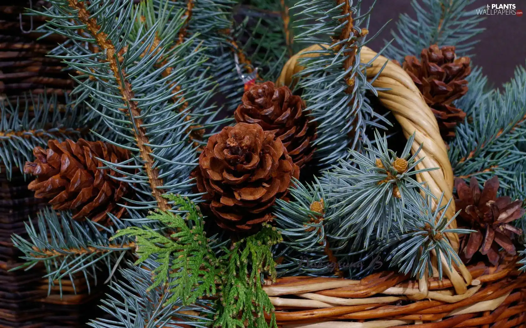 Twigs, cones, basket, conifer