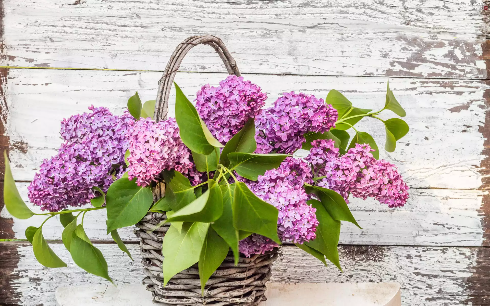 basket, bouquet, without