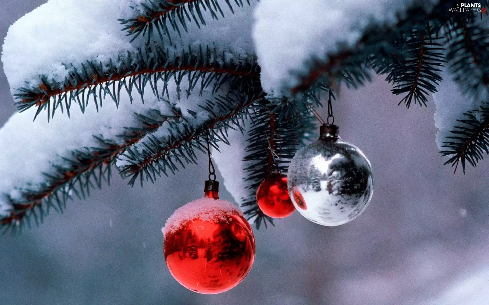 A snow-covered, baubles, Christmas, branch