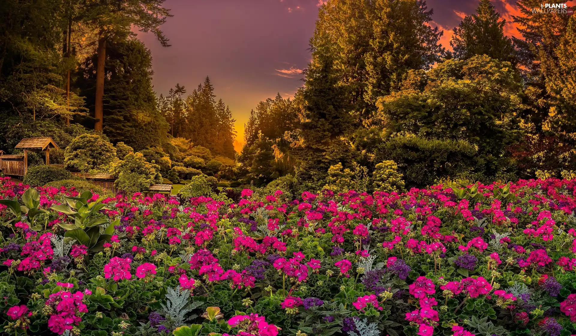 Flowers, British Columbia, Park, viewes, Garden, Canada, Brentwood Bay, Great Sunsets, trees, Butchart Gardens