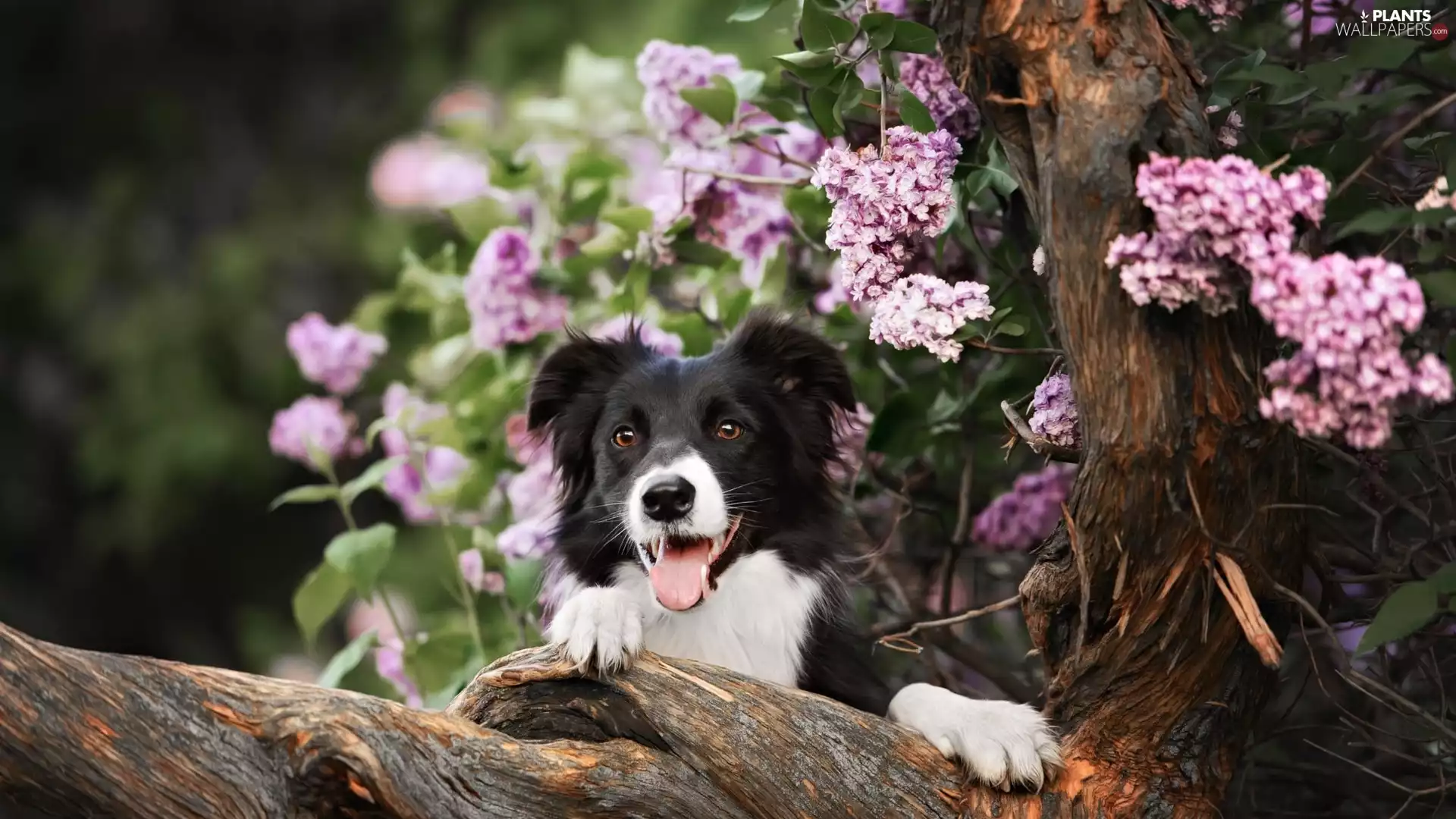 Lod on the beach, Border Collie, without