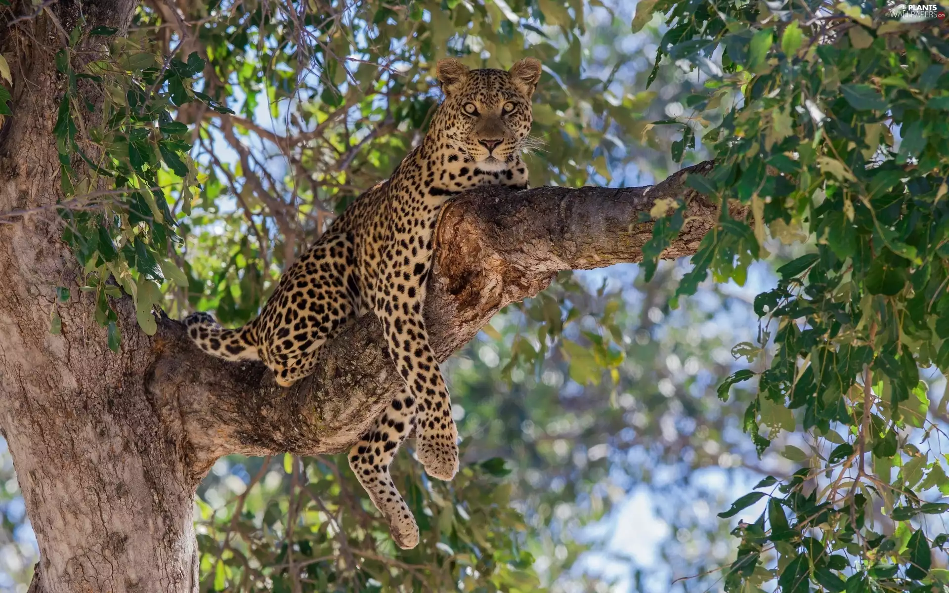 Lod on the beach, Leopards, trees