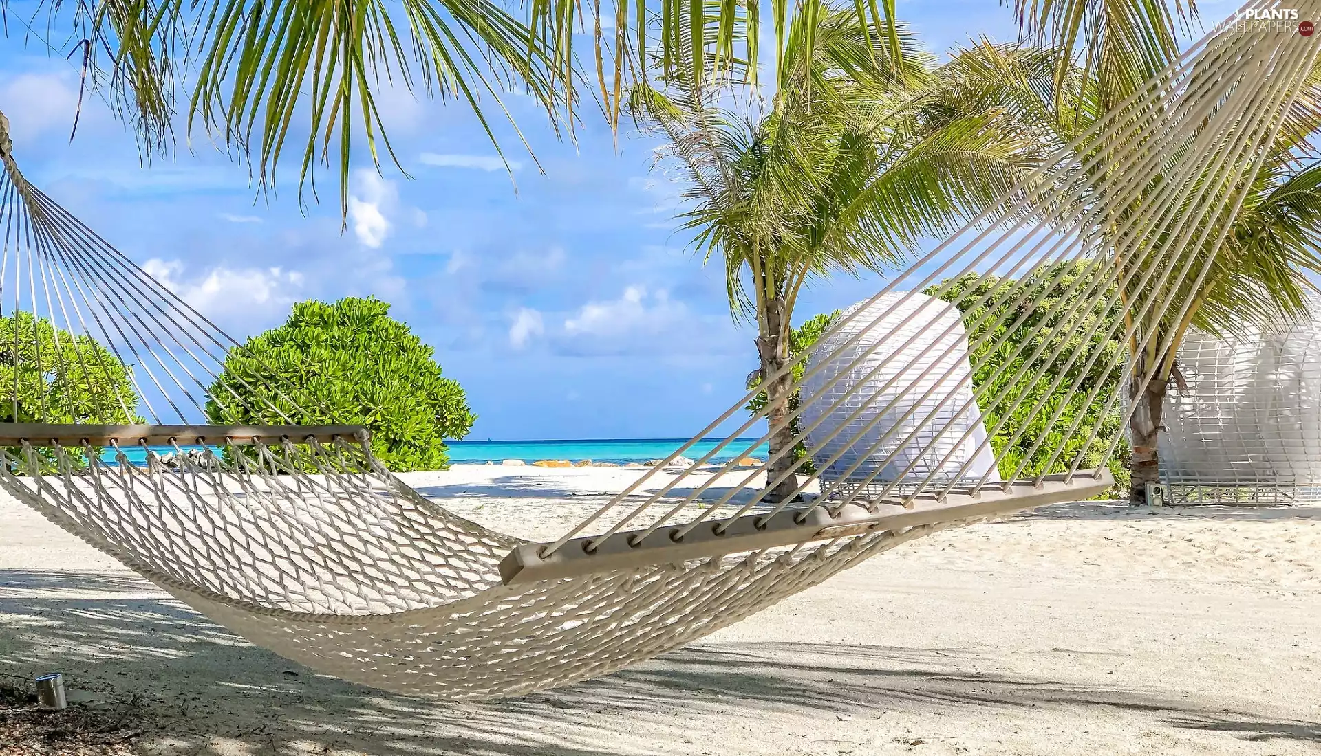 holiday, Palms, Hammock, Beaches