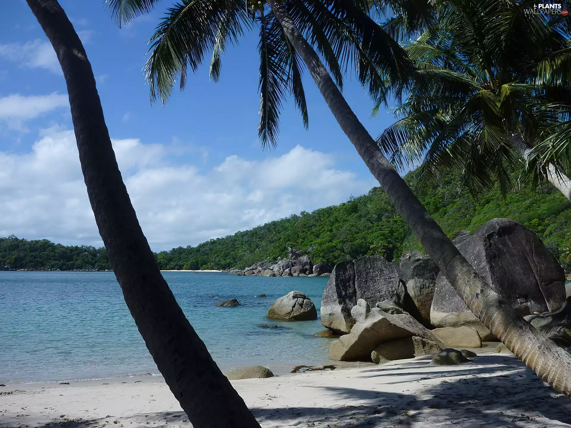 lake, Palms, boulders, Beaches