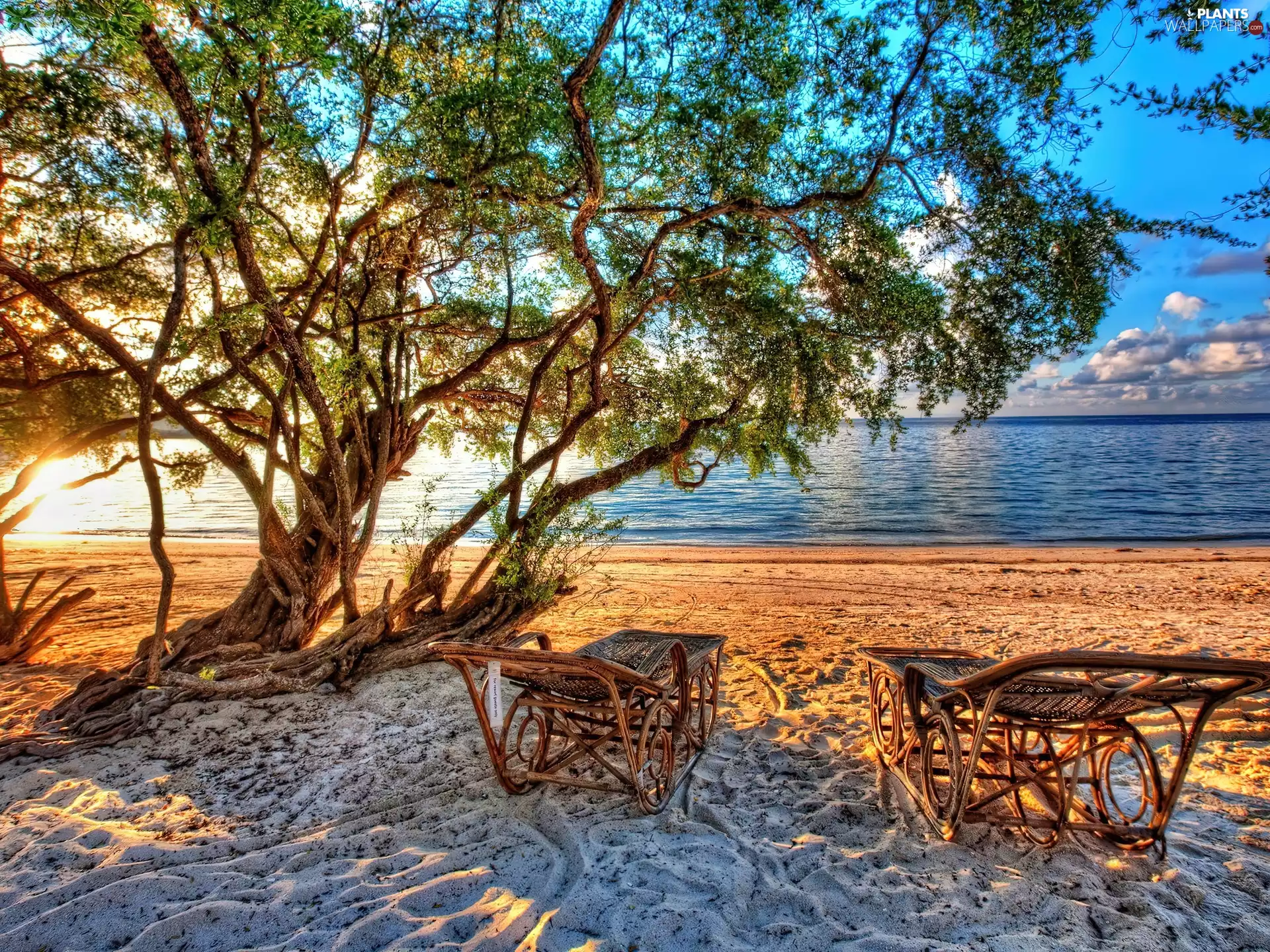 deck chair, holiday, Beaches, trees, Ocean