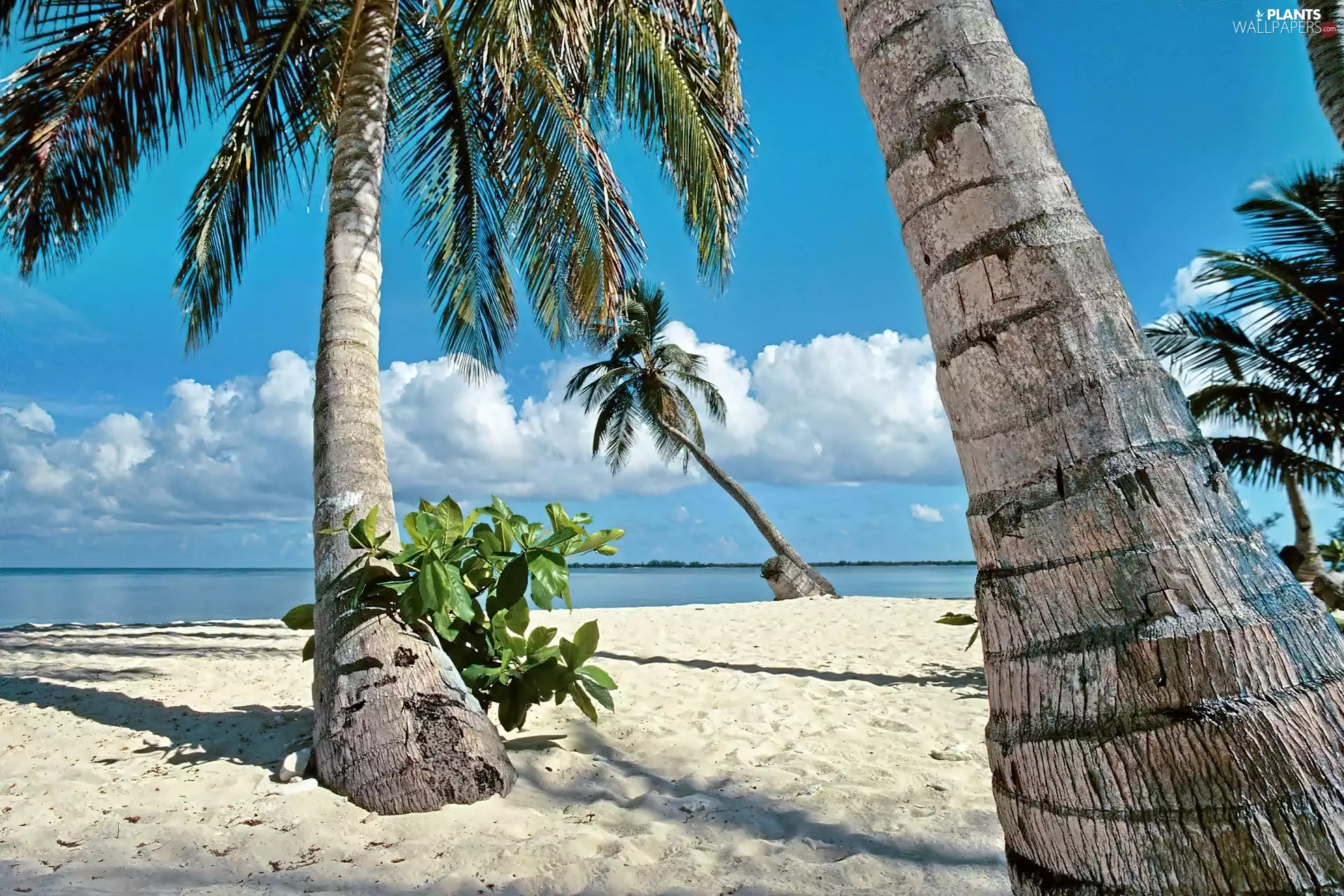 Ocean, Palms, tropic, Beaches