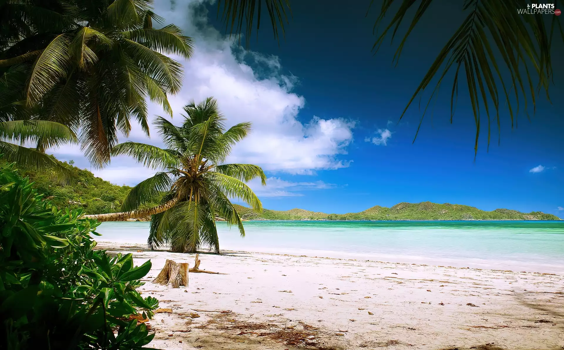 Ocean, Palms, Tropical, Beaches