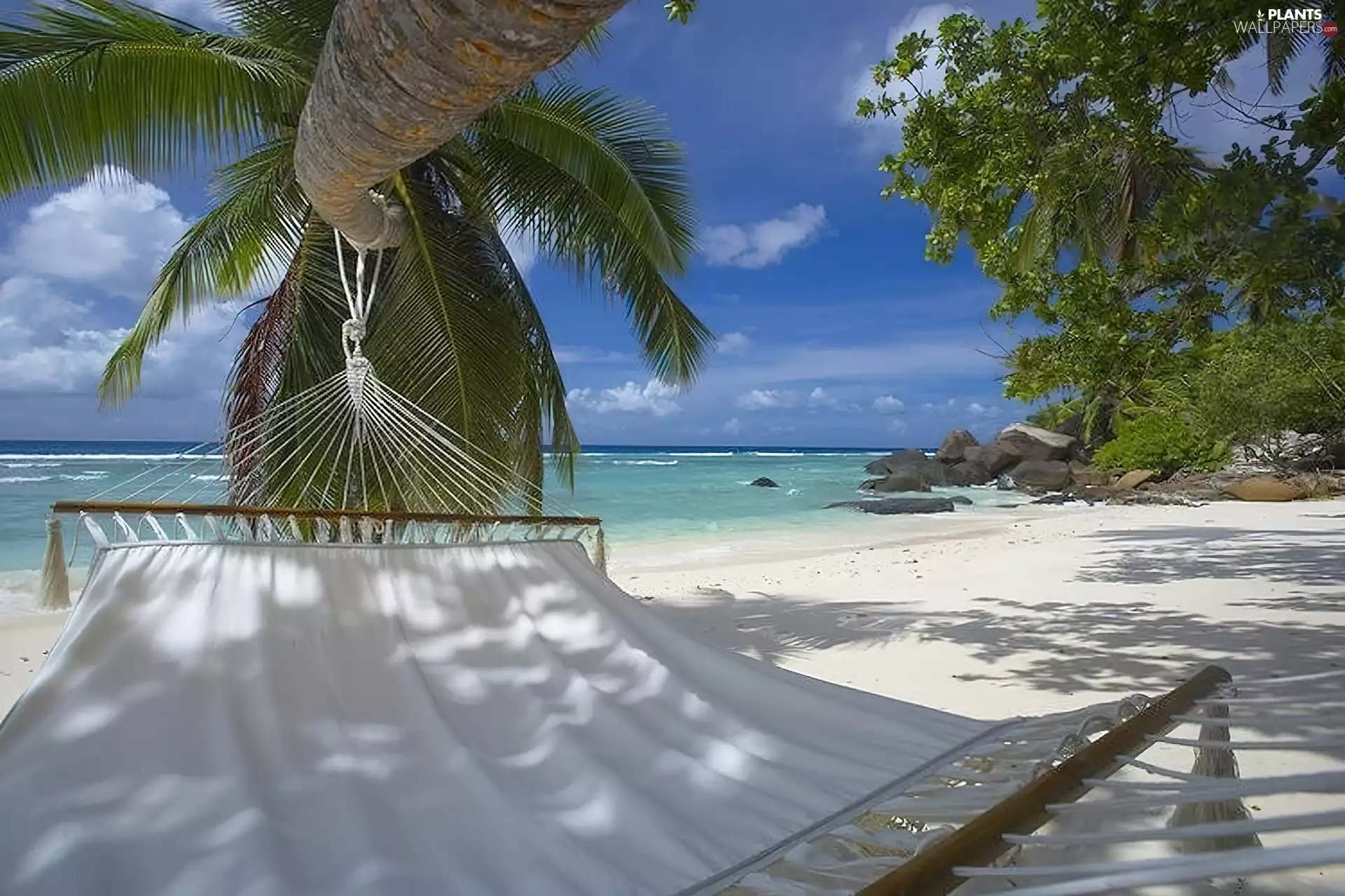 Beaches, Hammock, Palm