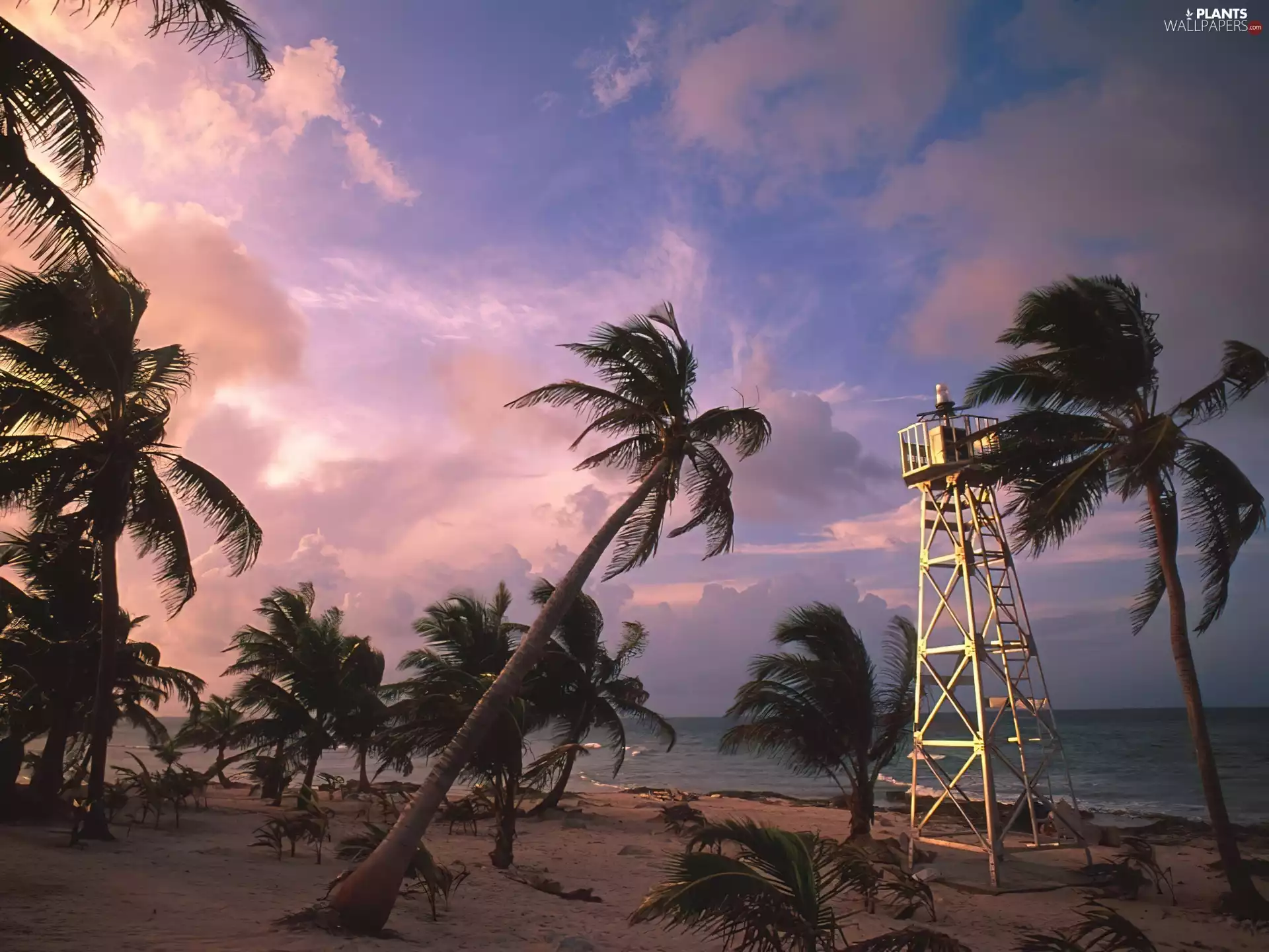 Beaches, Lighthouses, Palms
