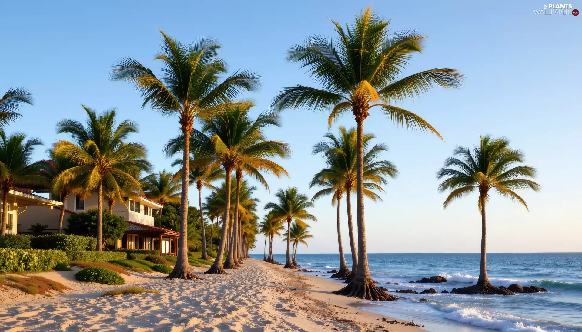 Palms, house, sea, Beaches