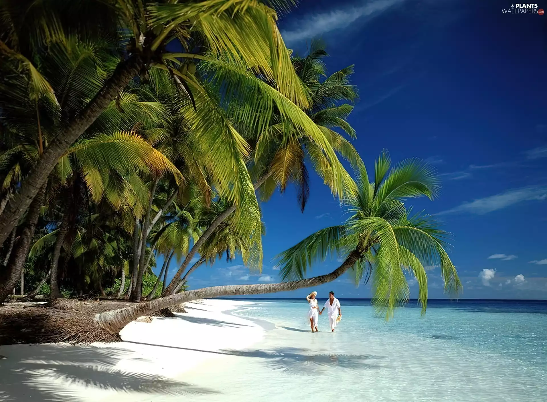 Palms, sea, Steam, Beaches