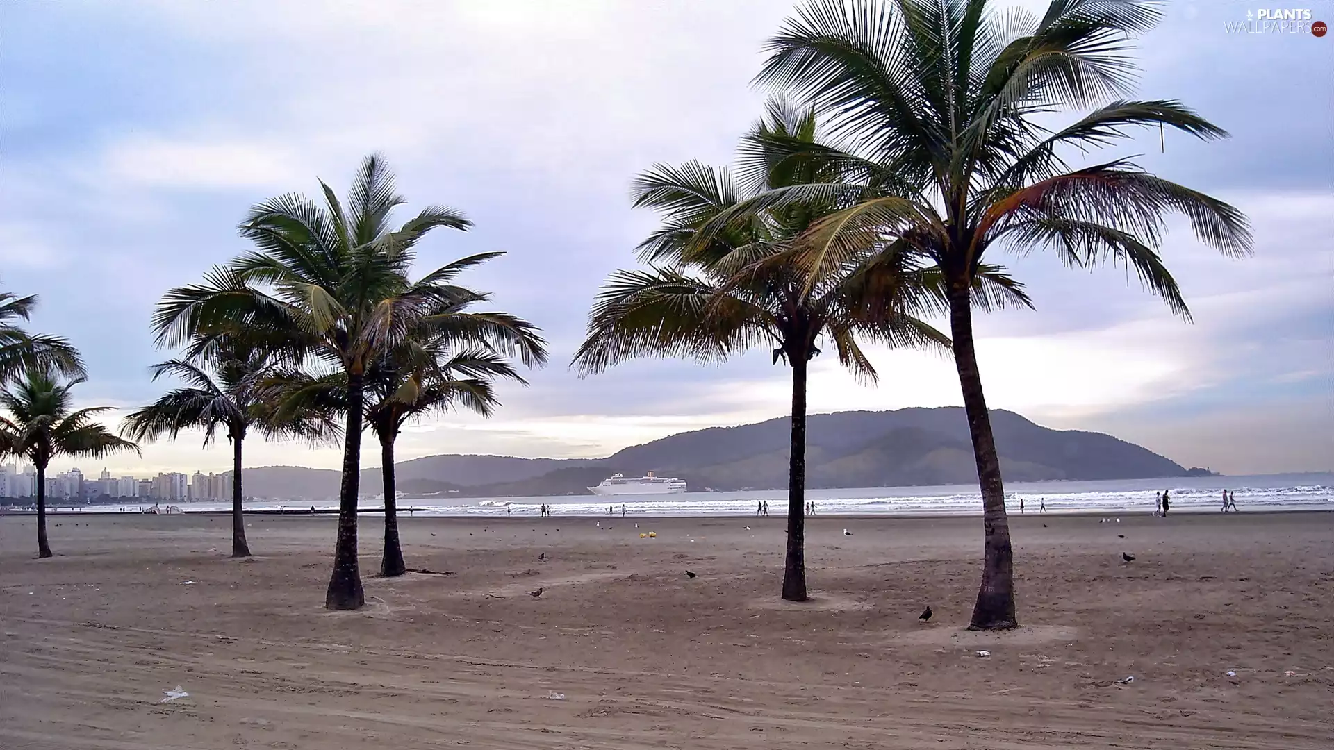 sea, Palms, birds, Beaches