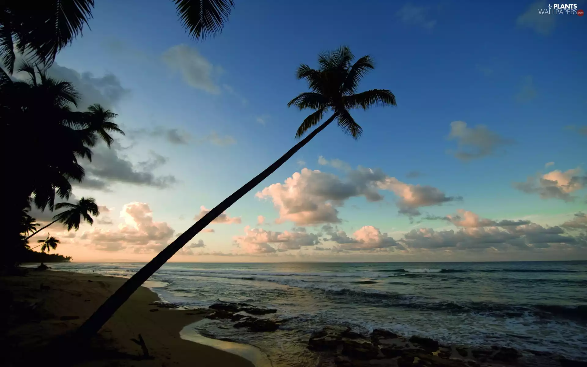 sea, Palm, clouds, Beaches