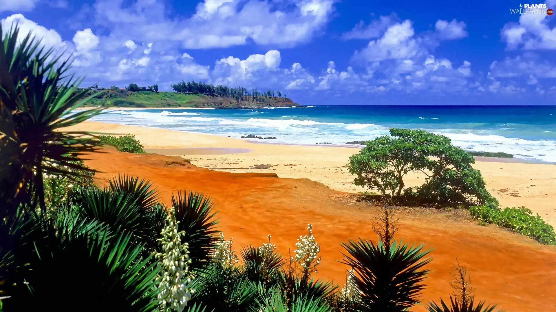 sea, Palms, clouds, Beaches