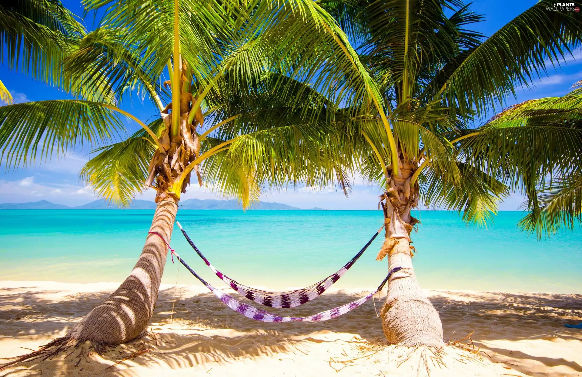 sea, Palms, Hammock, Beaches