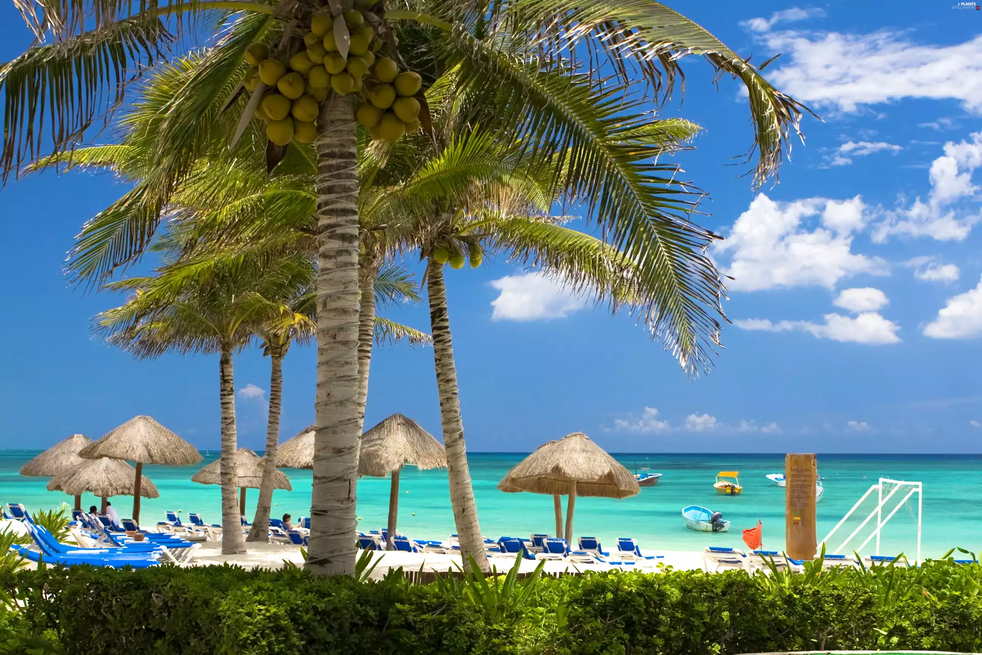 sea, Palms, holiday, Beaches